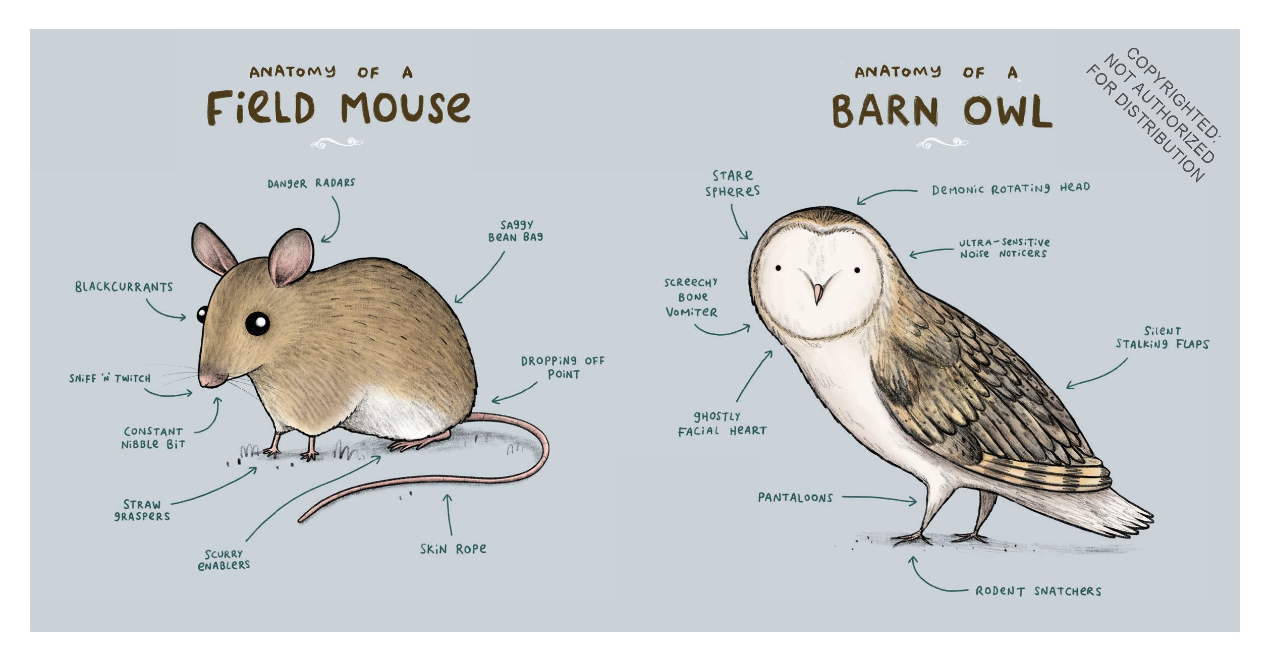 Animal Anatomy