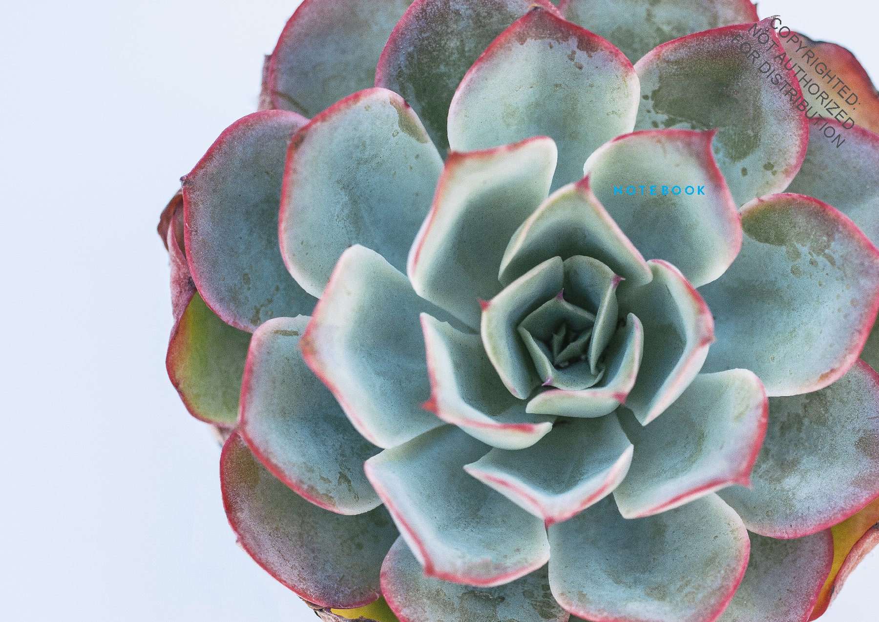 Succulent Garden Notebook Collection