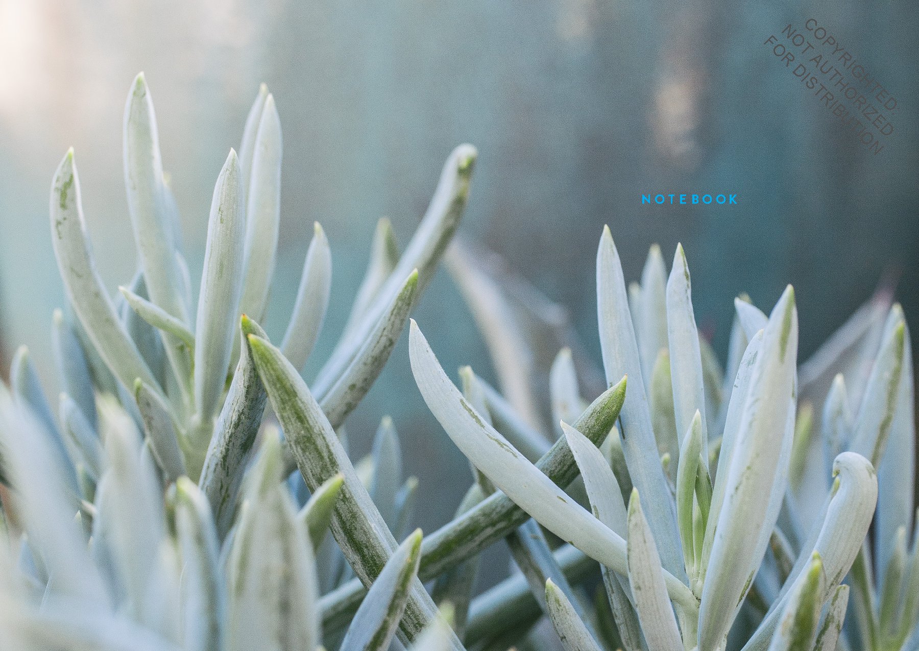 Succulent Garden Notebook Collection