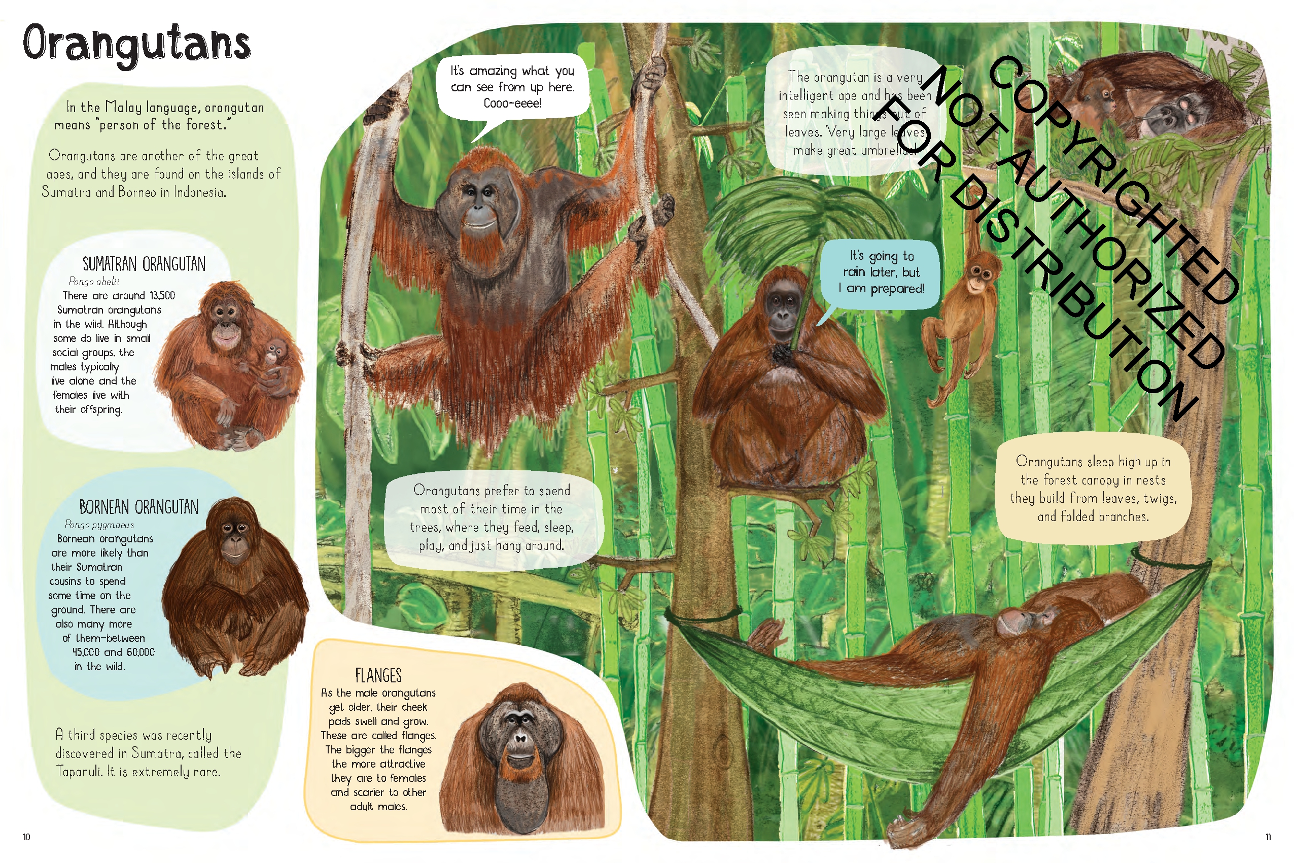A Book of Monkeys (and other Primates)
