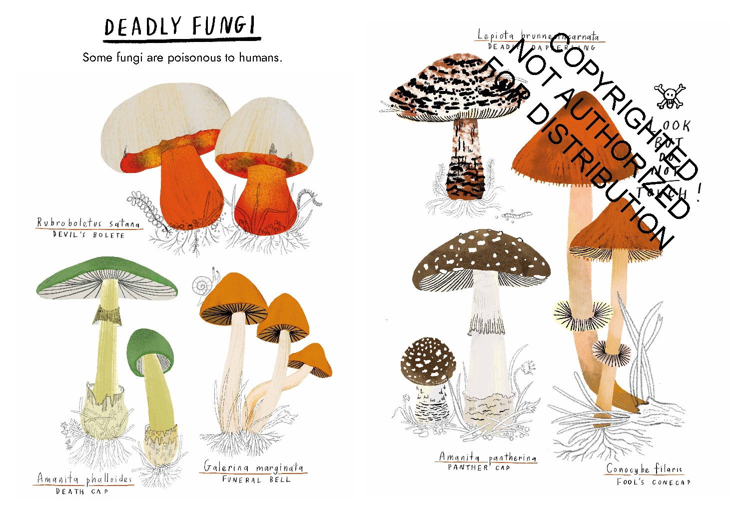 Little Guides to Nature: Hello Fungi