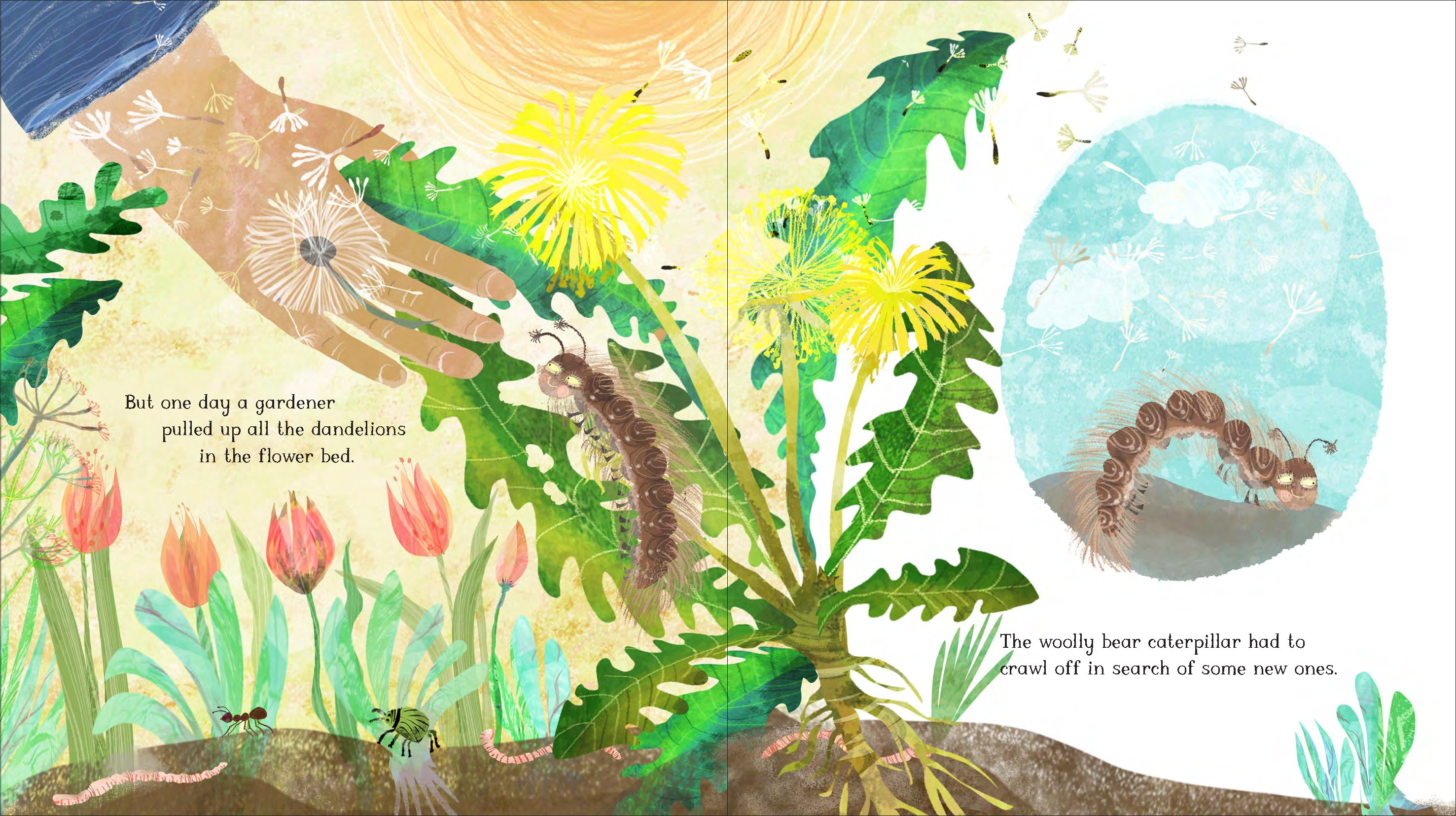 The Woolly Bear Caterpillar