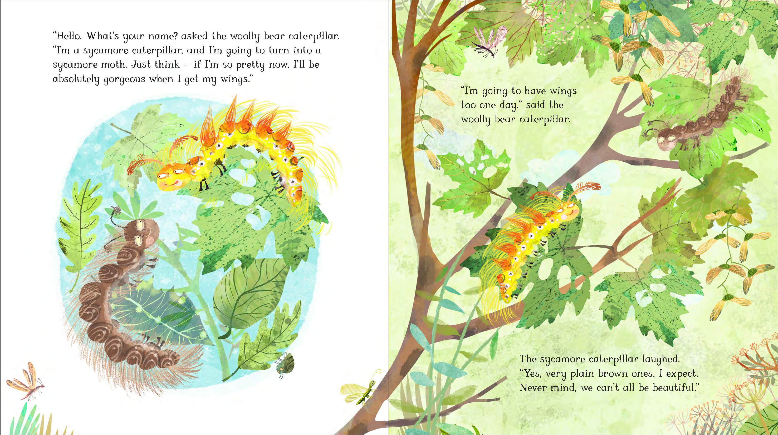 The Woolly Bear Caterpillar