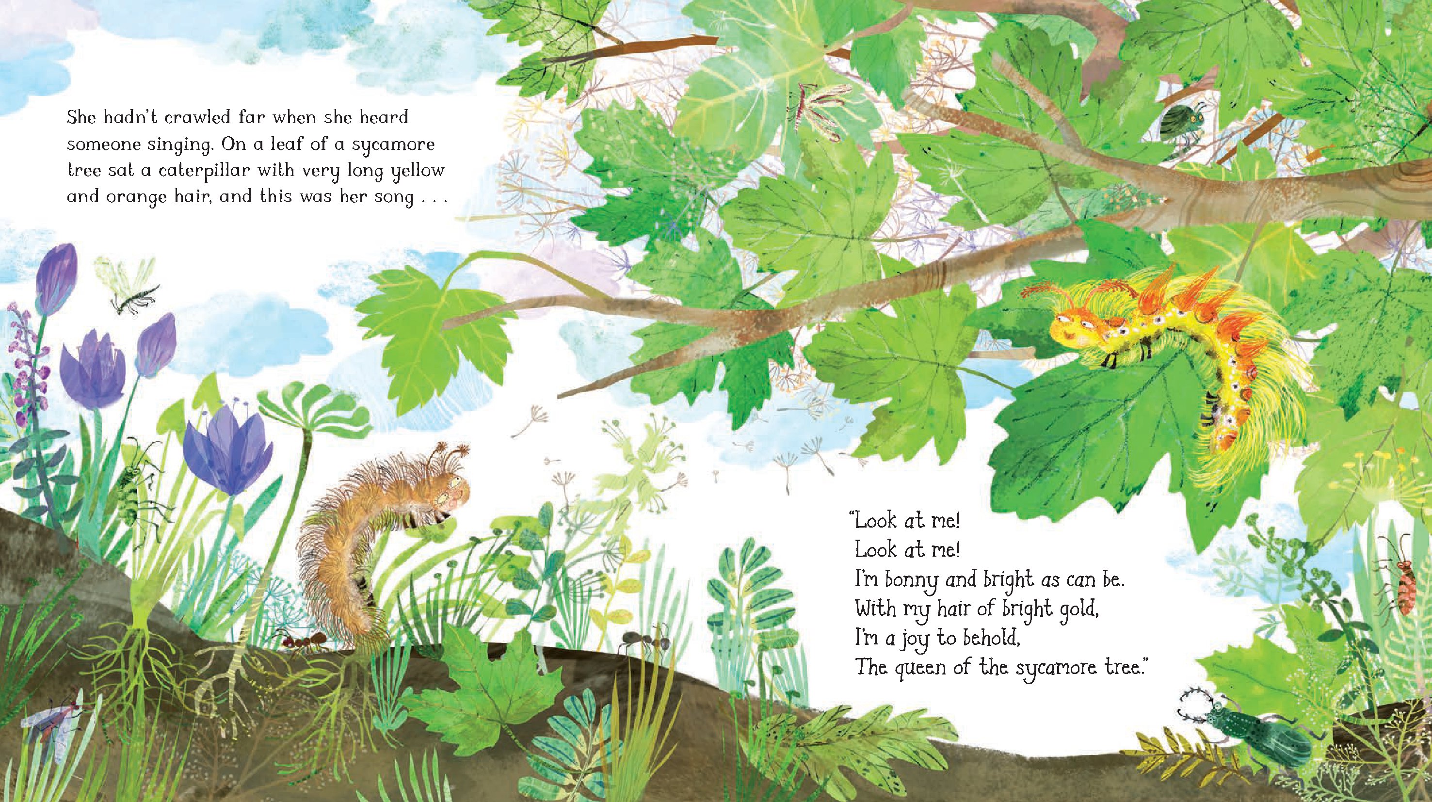 The Woolly Bear Caterpillar