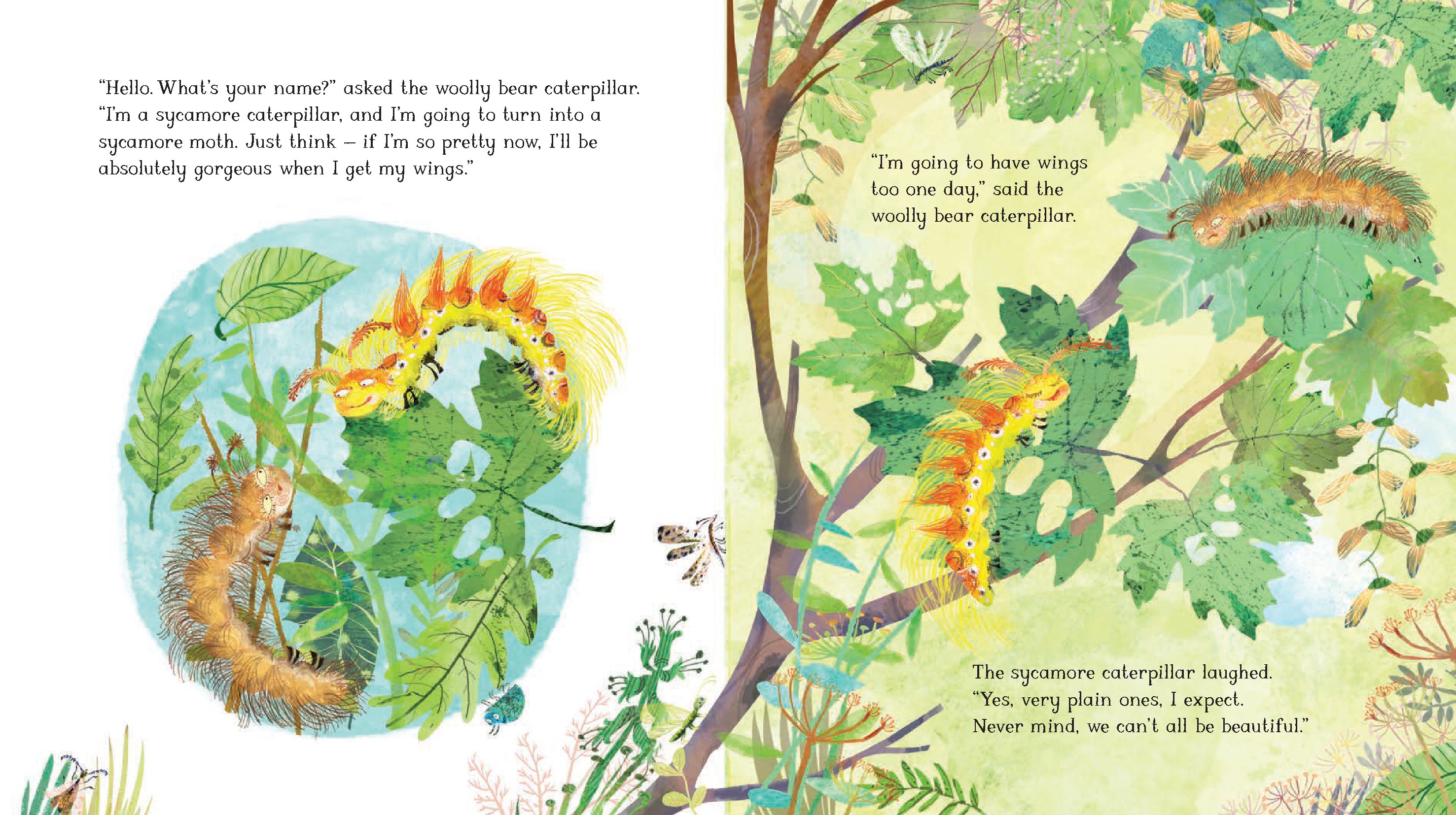 The Woolly Bear Caterpillar