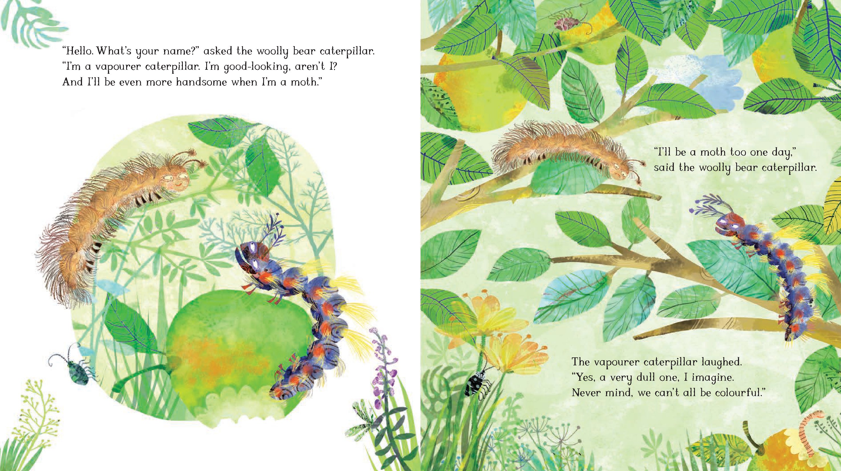 The Woolly Bear Caterpillar