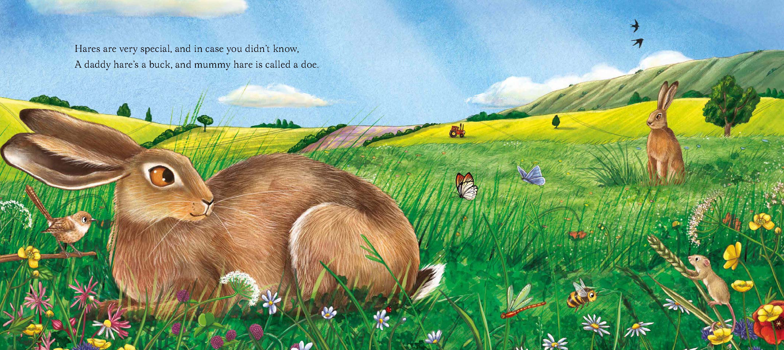 I Am Hattie the Hare