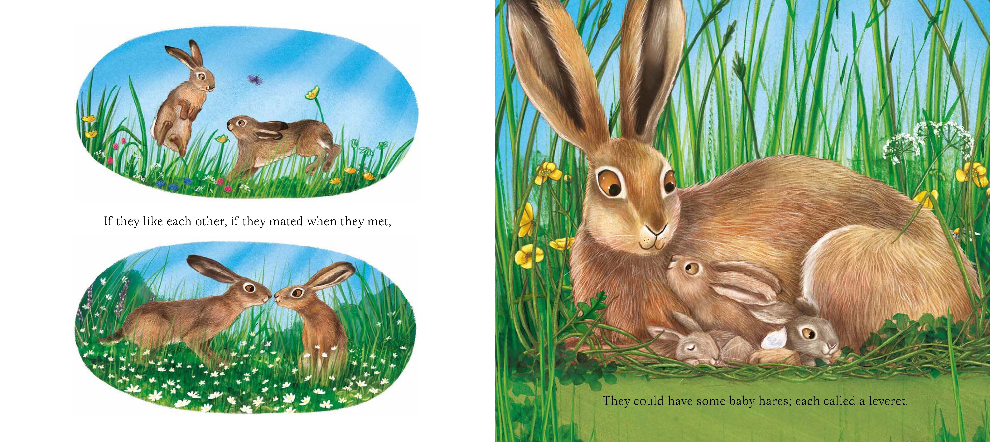 I Am Hattie the Hare