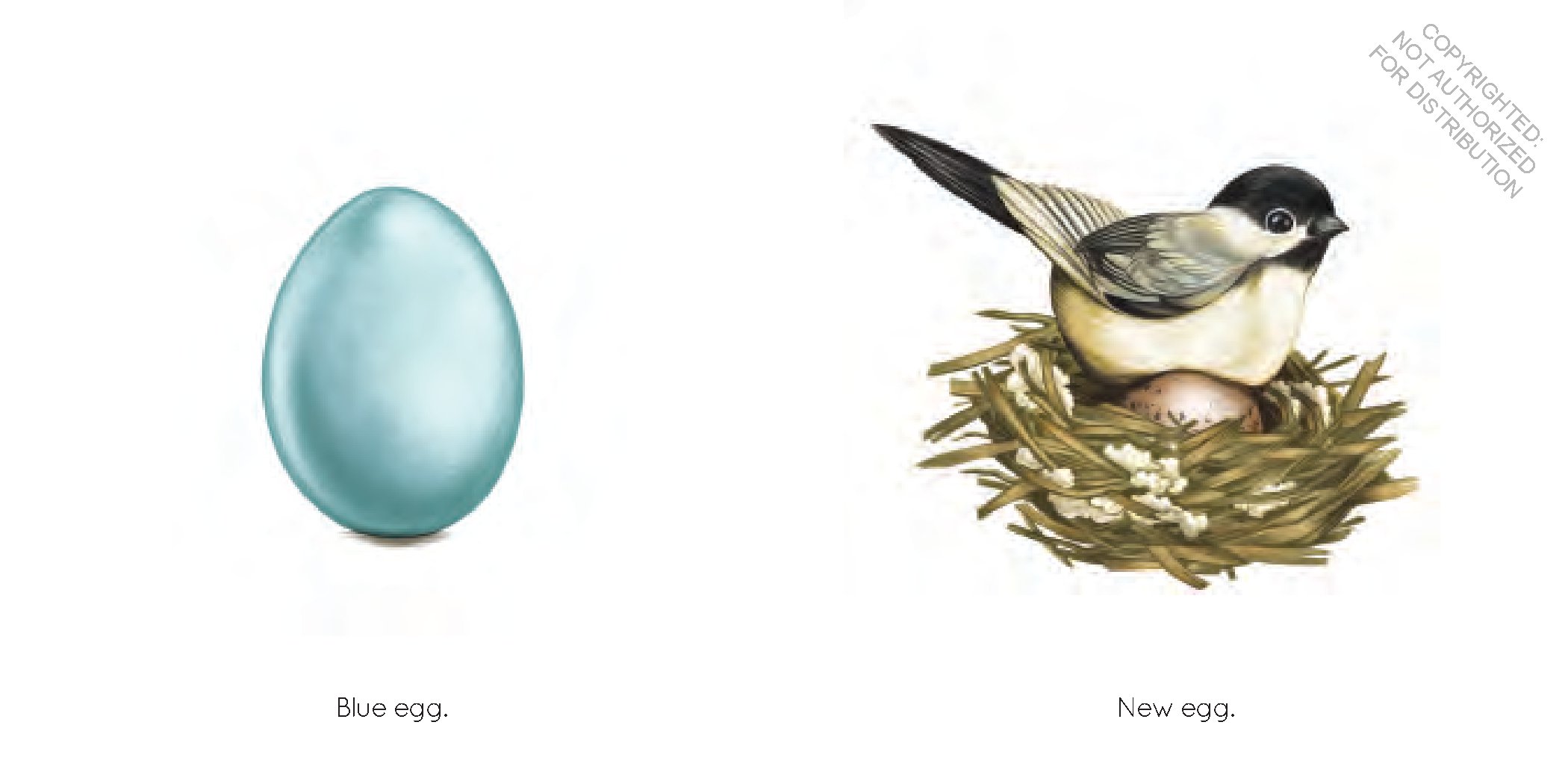 Egg