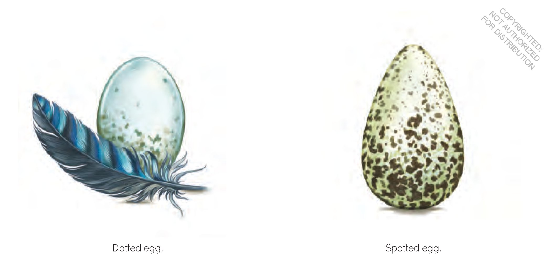 Egg