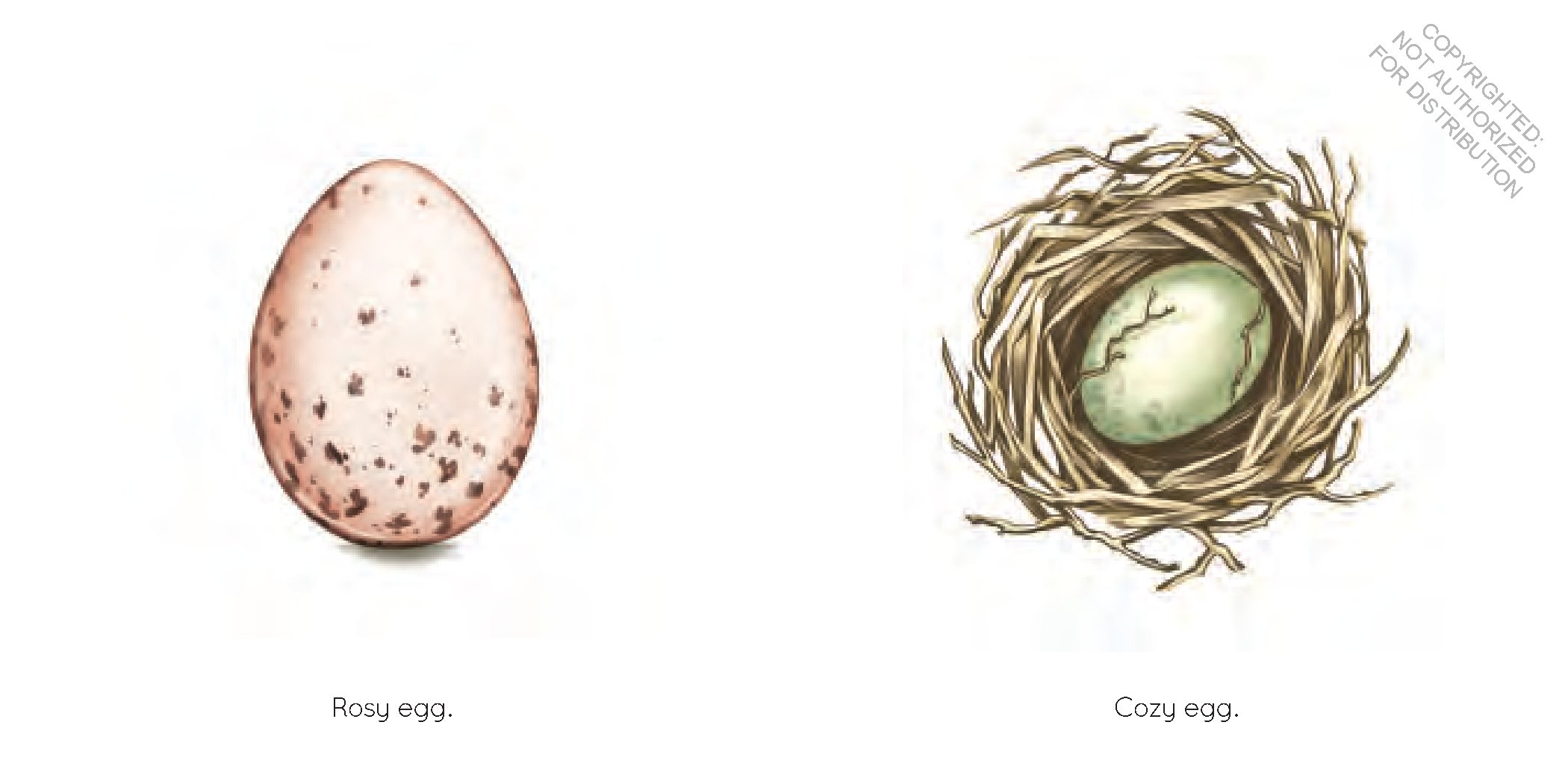 Egg