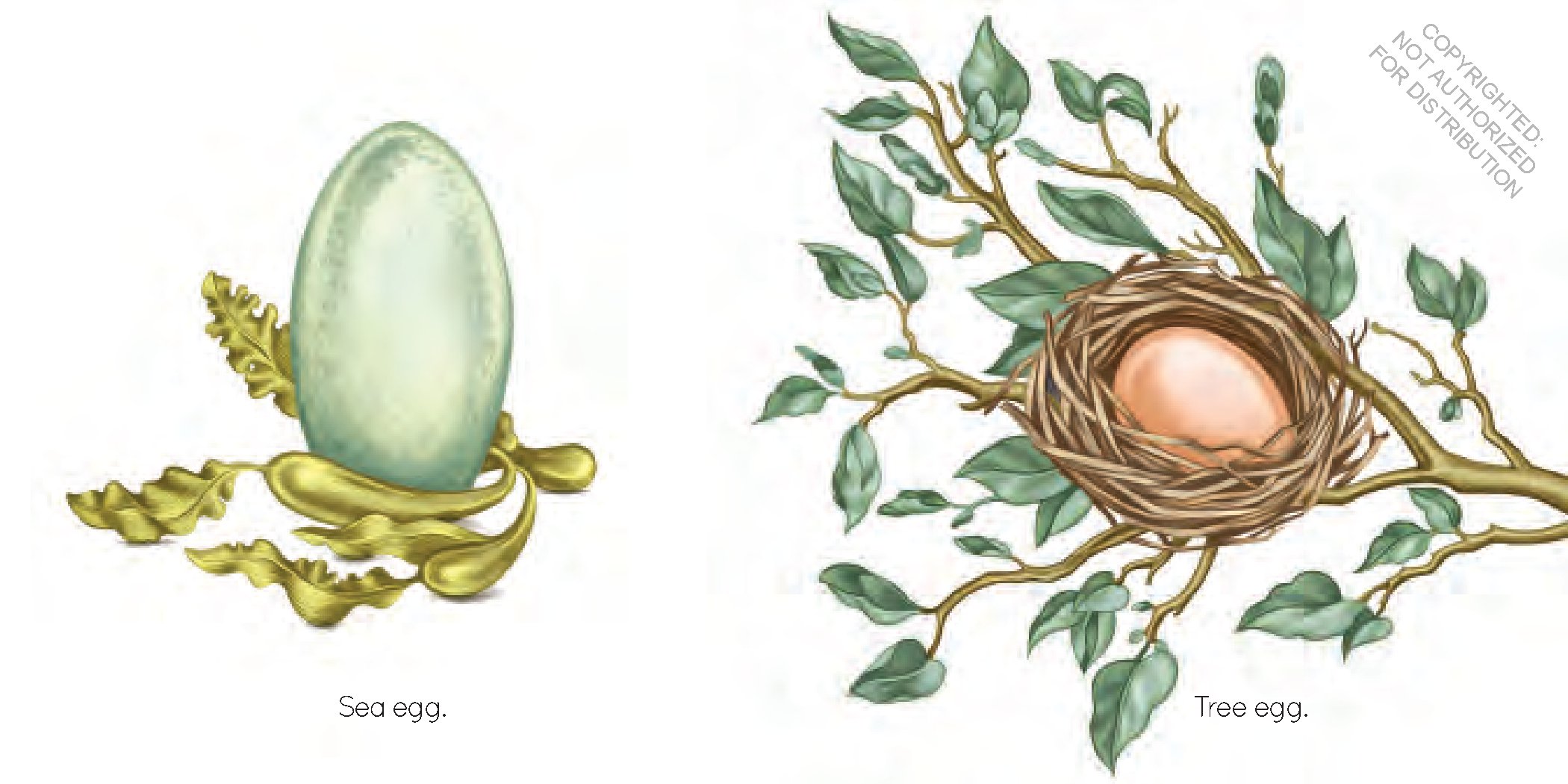 Egg