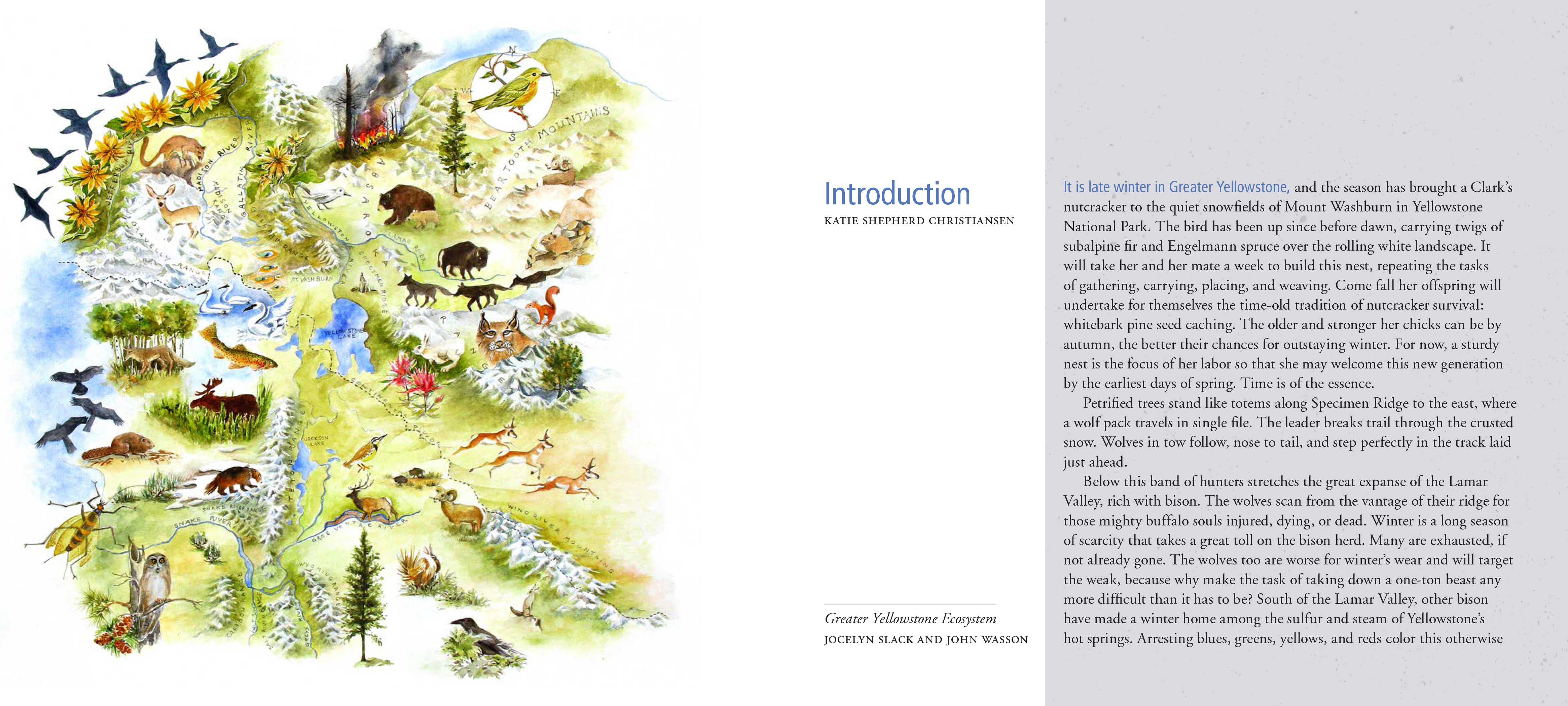 The Artist's Field Guide to Yellowstone