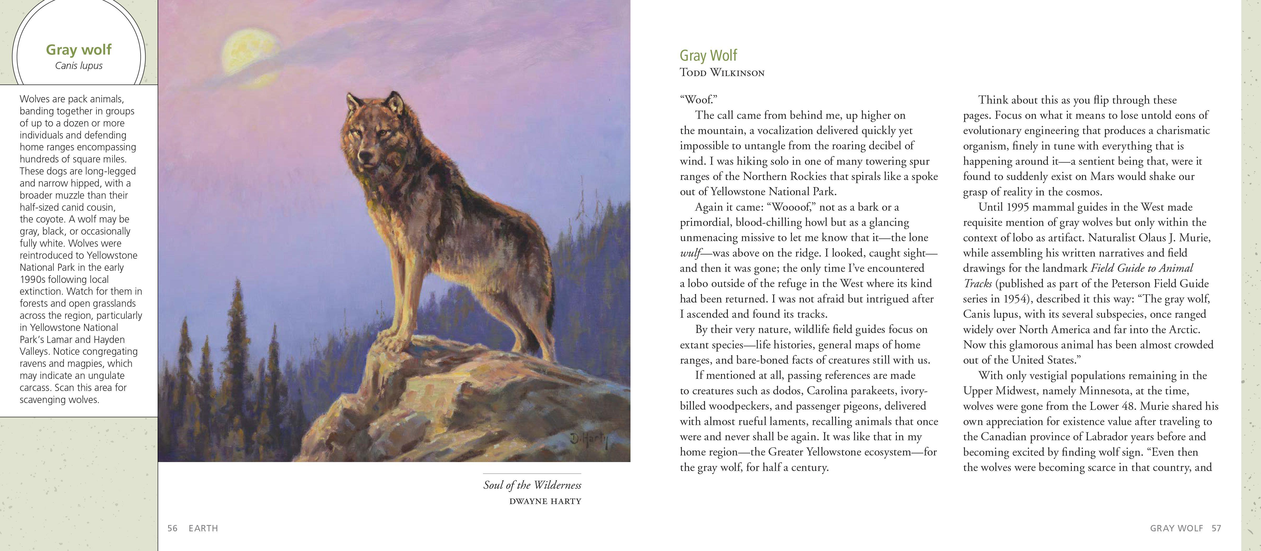 The Artist's Field Guide to Yellowstone