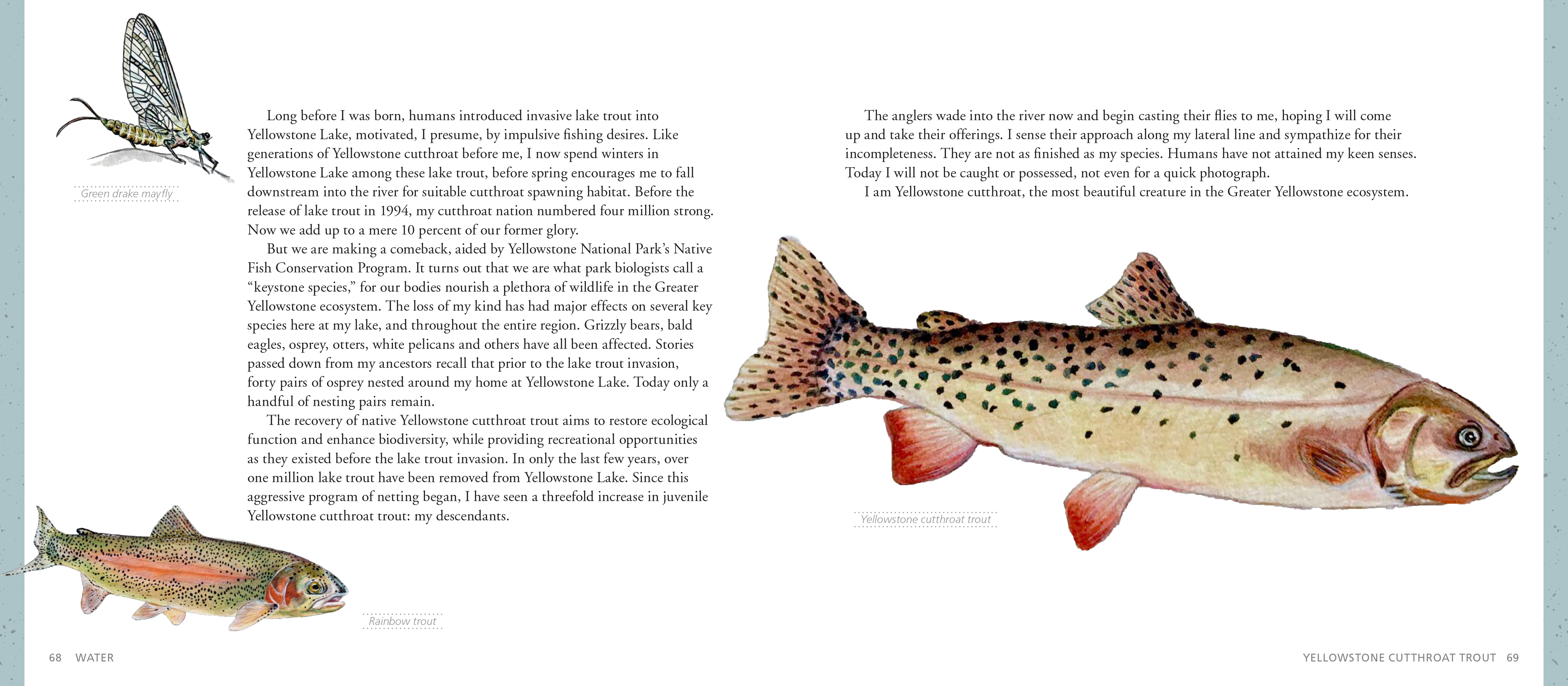 The Artist's Field Guide to Yellowstone