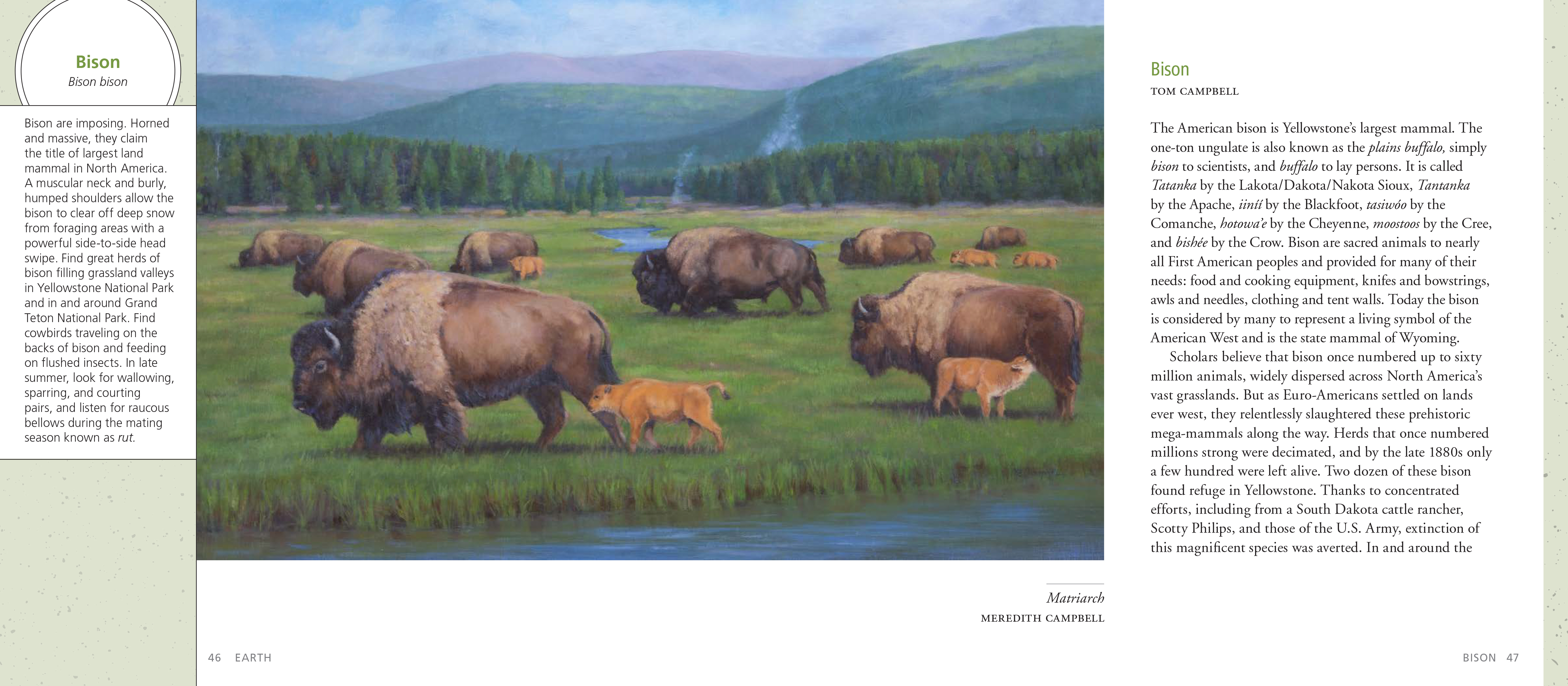 The Artist's Field Guide to Yellowstone