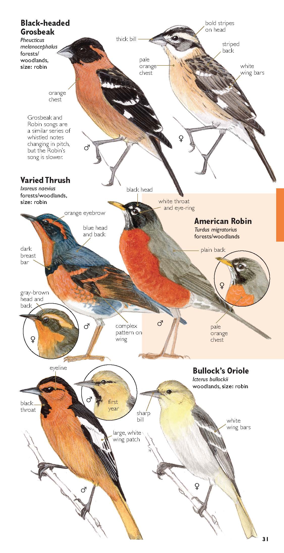 The Laws Field Guide to Sierra Birds