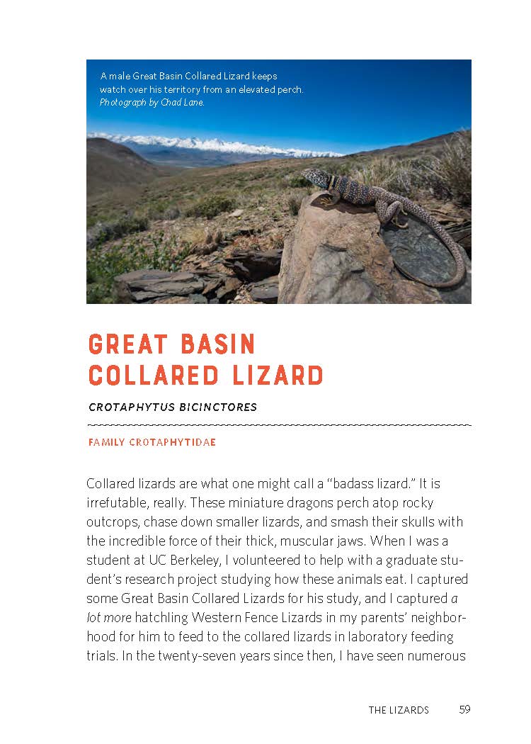 California Lizards and How to Find Them