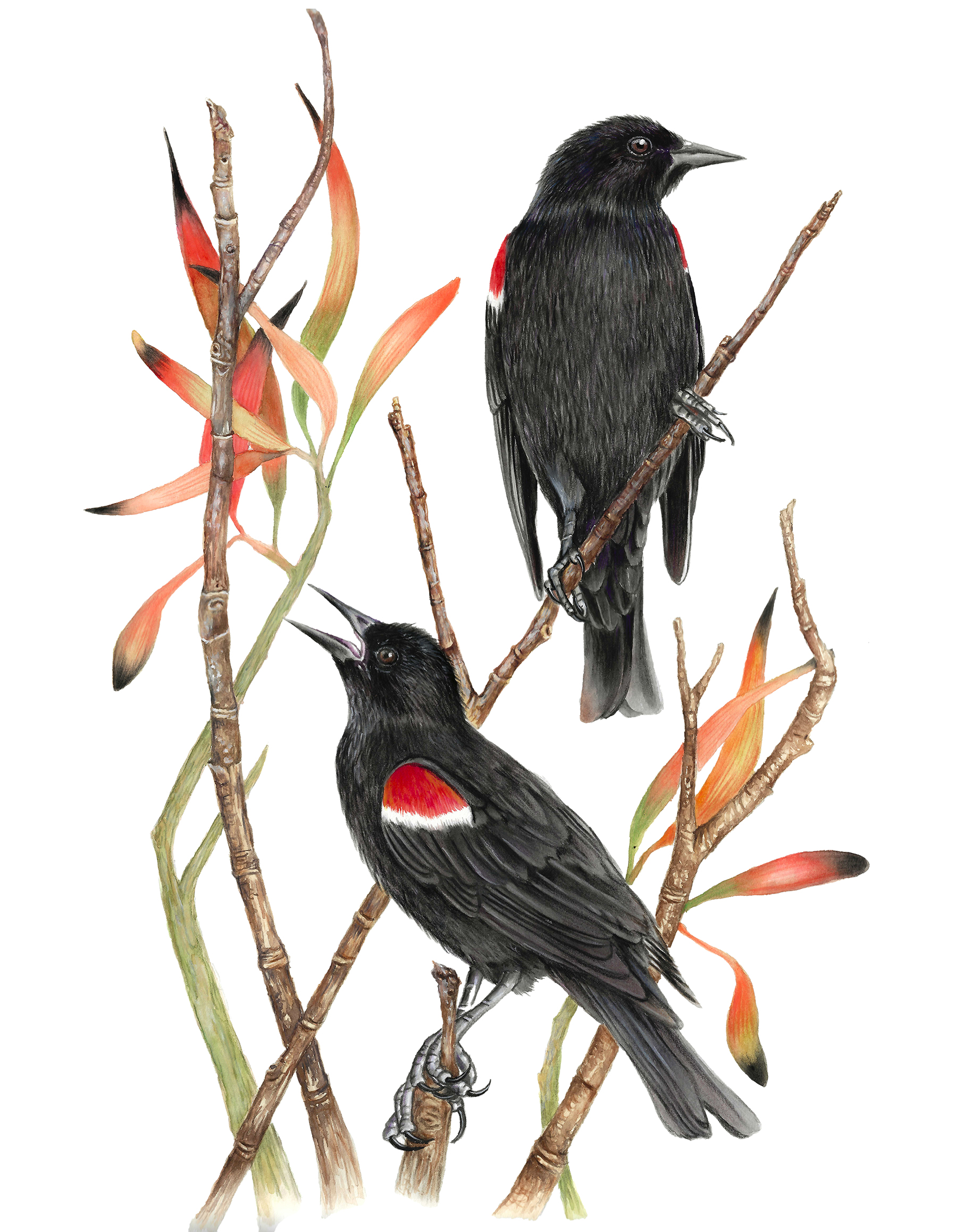 Birds of the California Delta