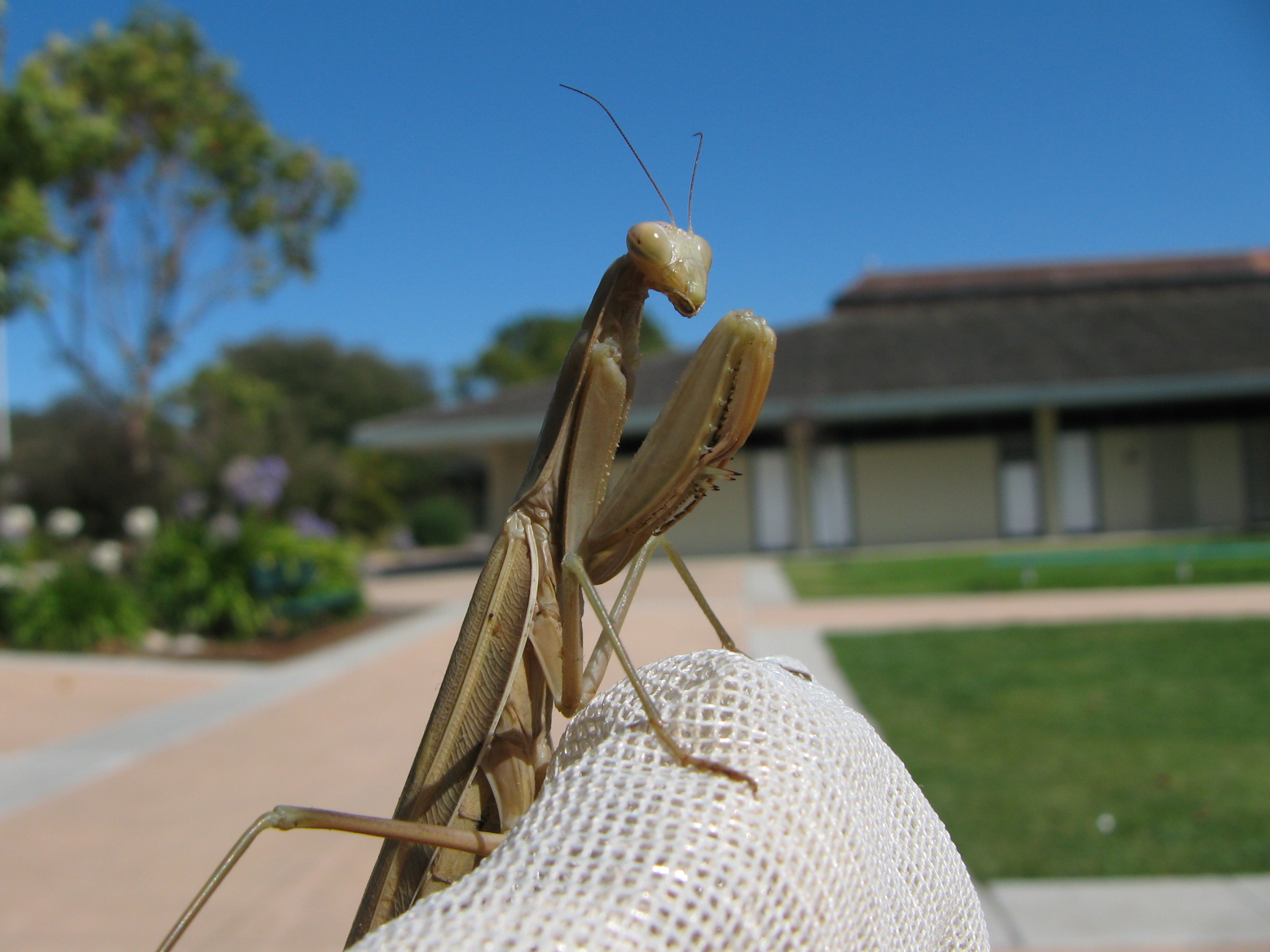 Bugs in Your Neighborhood