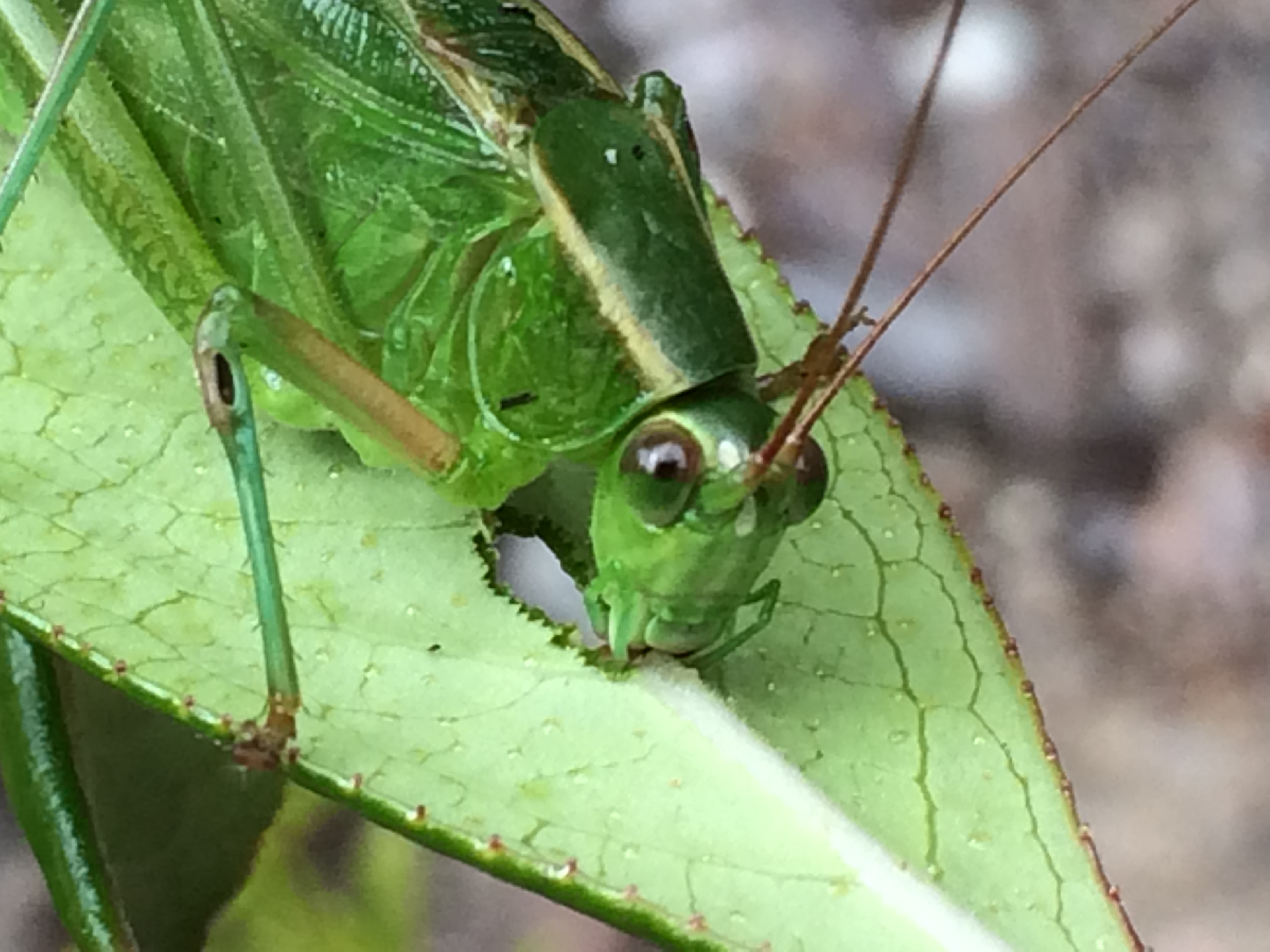Bugs in Your Neighborhood
