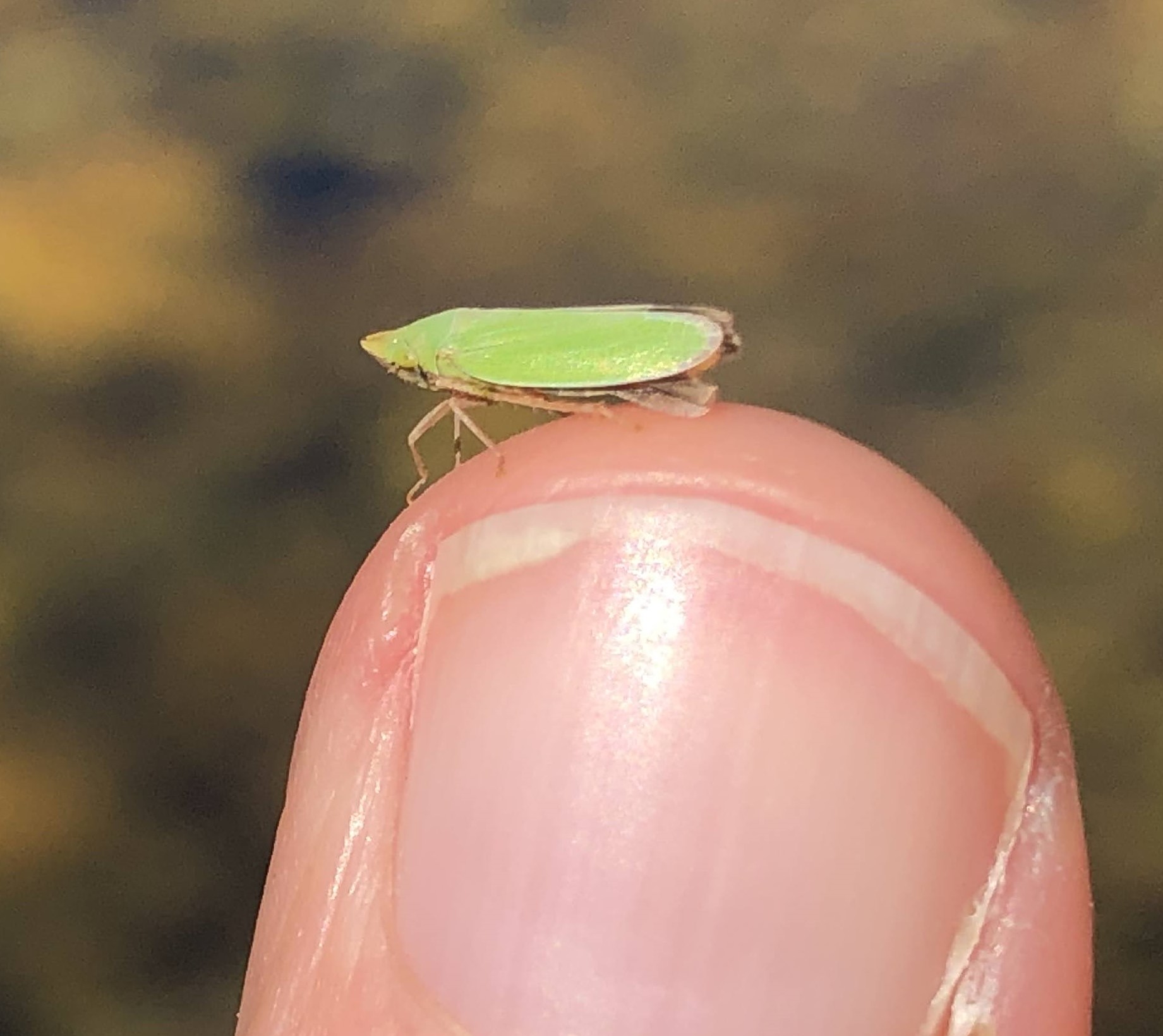 Bugs in Your Neighborhood