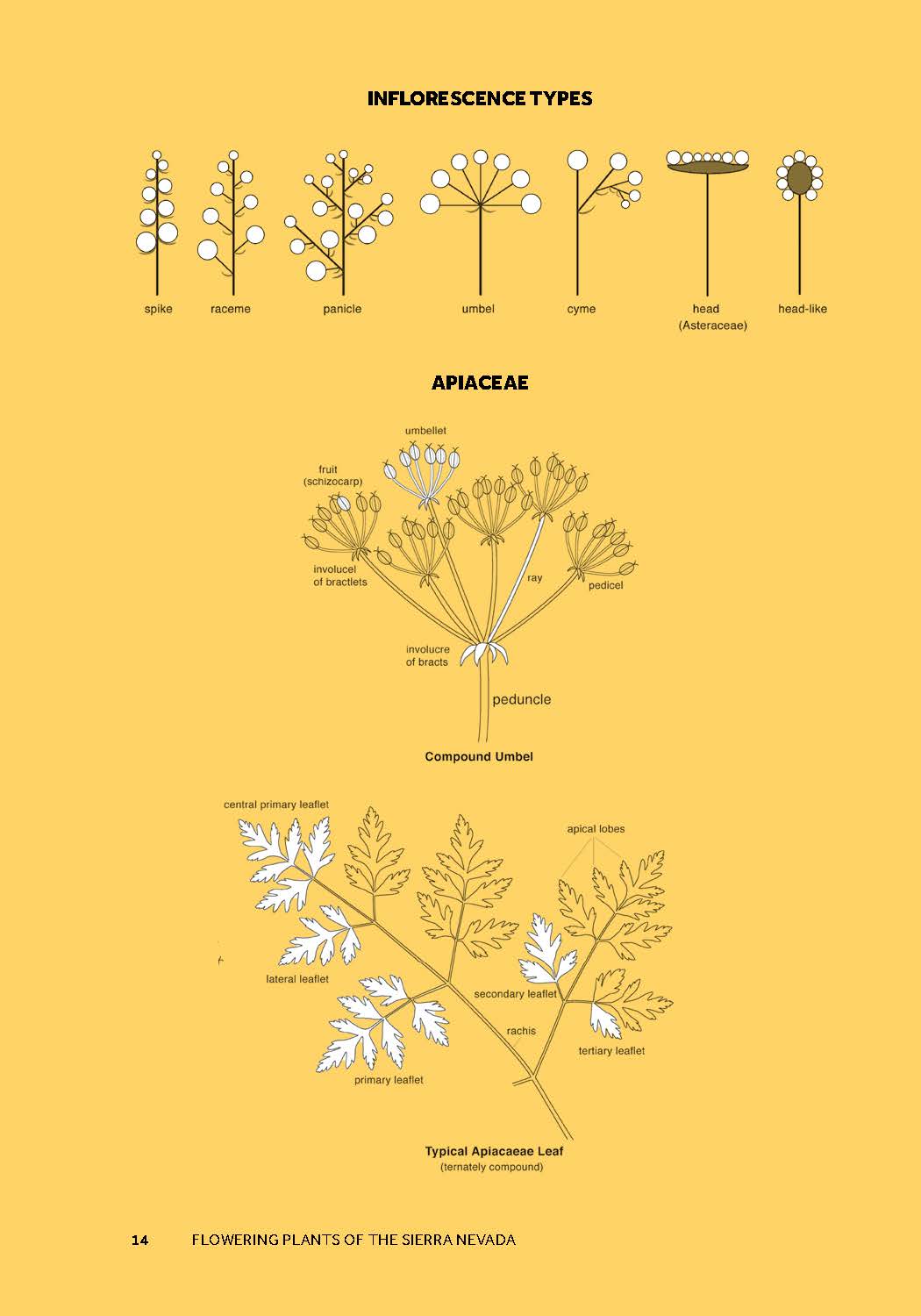 Flowering Plants of the Sierra Nevada