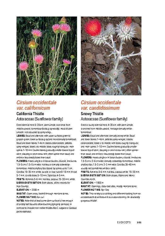 Flowering Plants of the Sierra Nevada