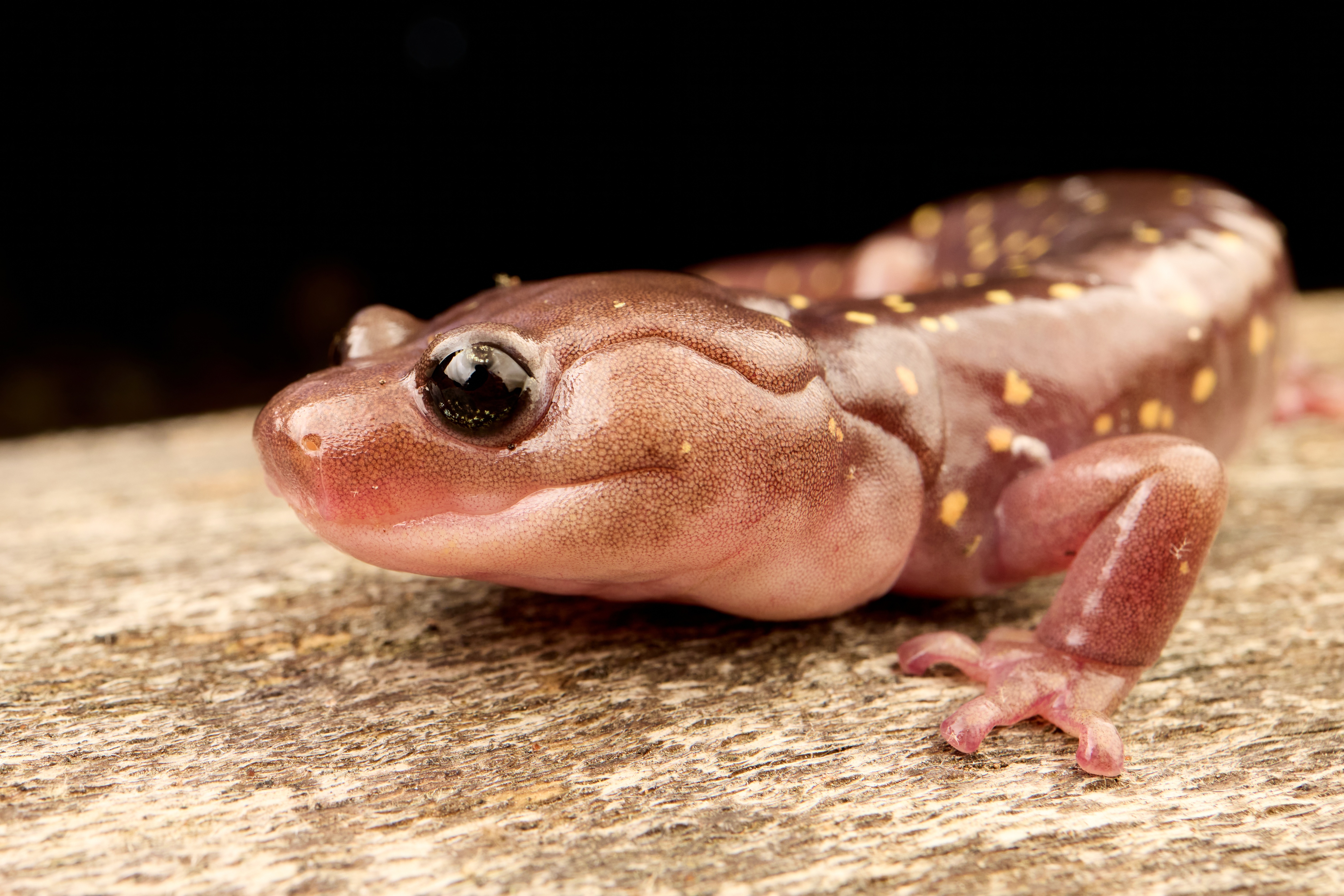 California Amphibians and How to Find Them