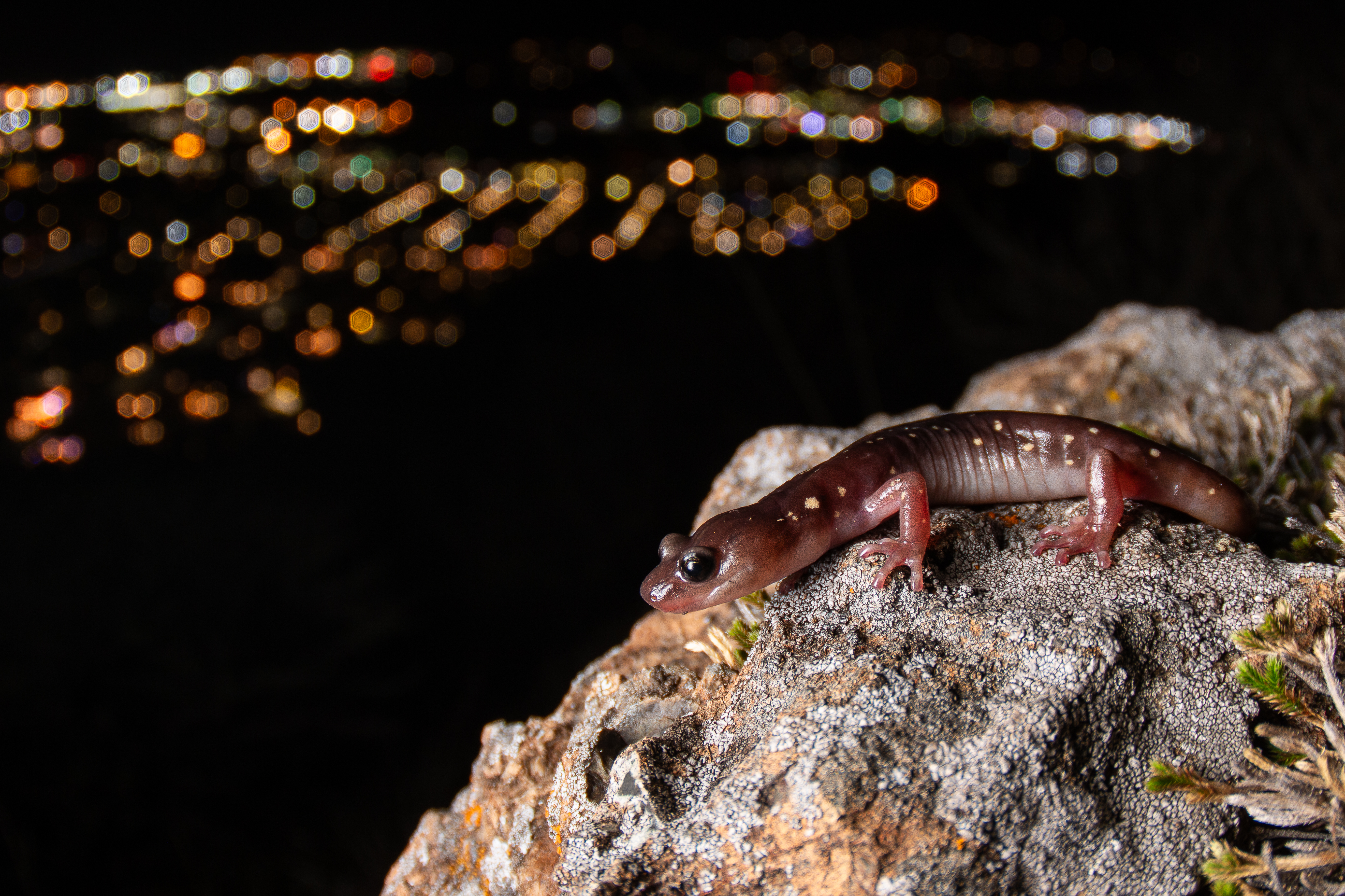 California Amphibians and How to Find Them