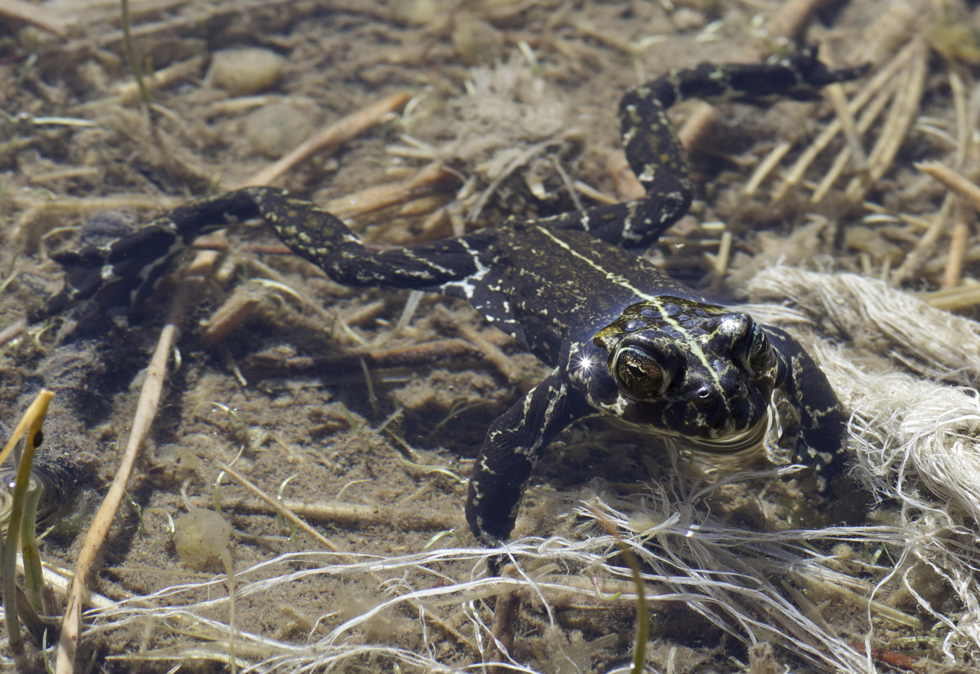 California Amphibians and How to Find Them