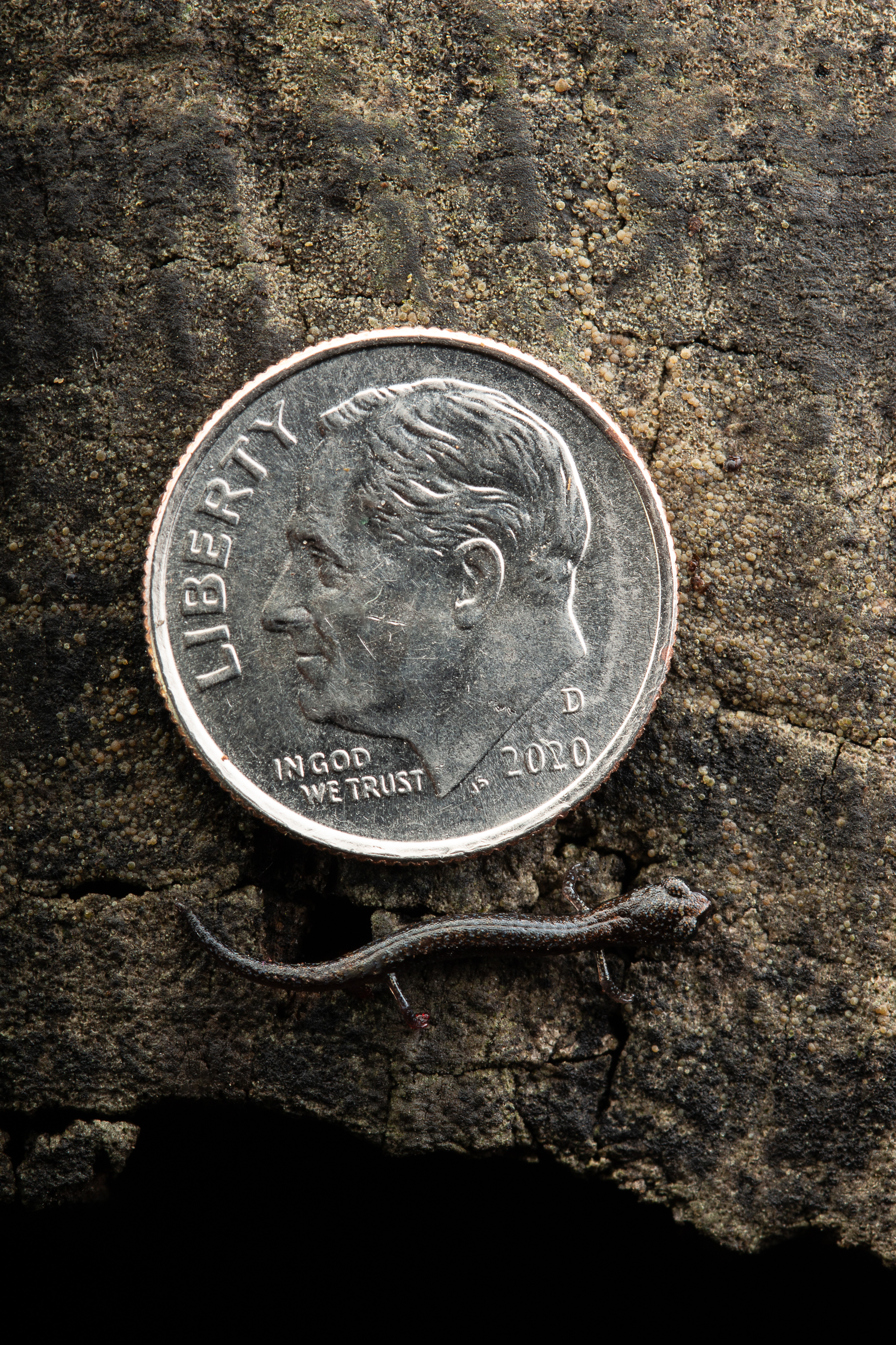 California Amphibians and How to Find Them
