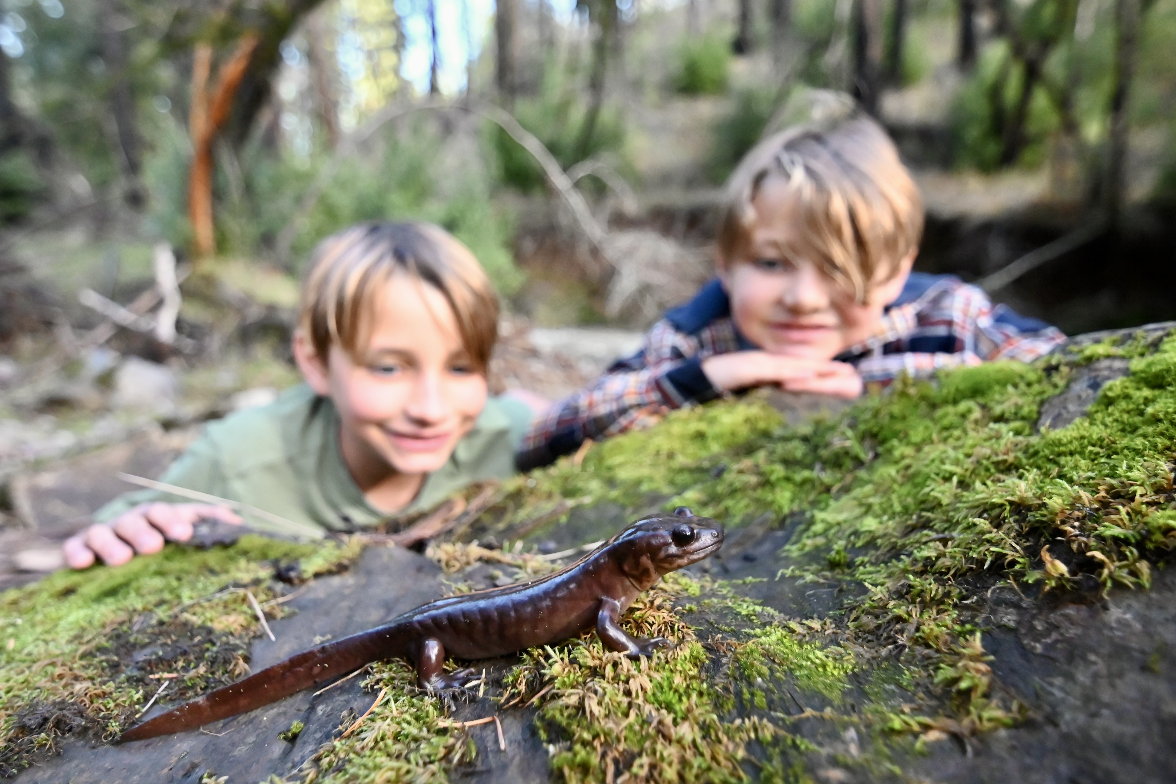 California Amphibians and How to Find Them