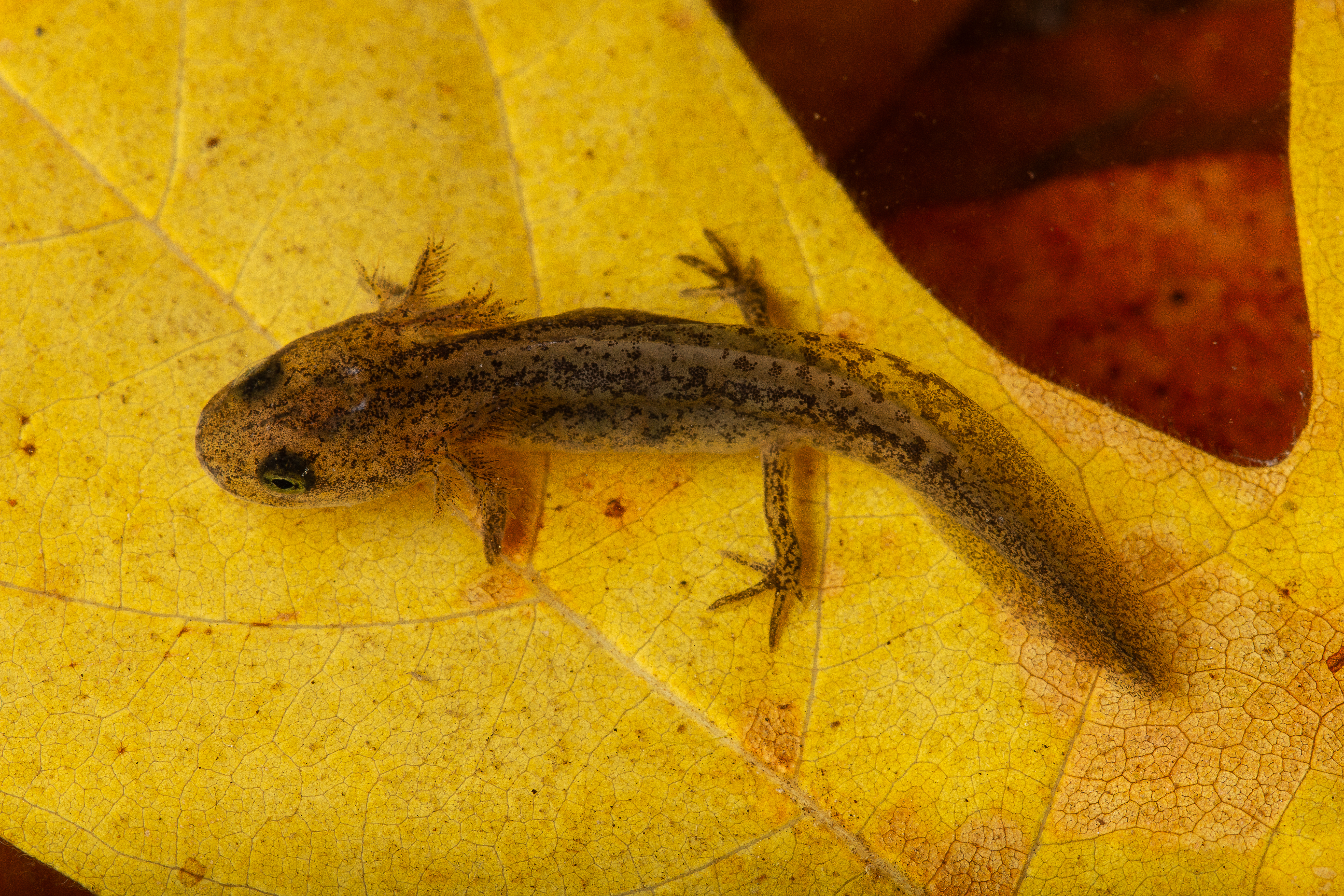 California Amphibians and How to Find Them