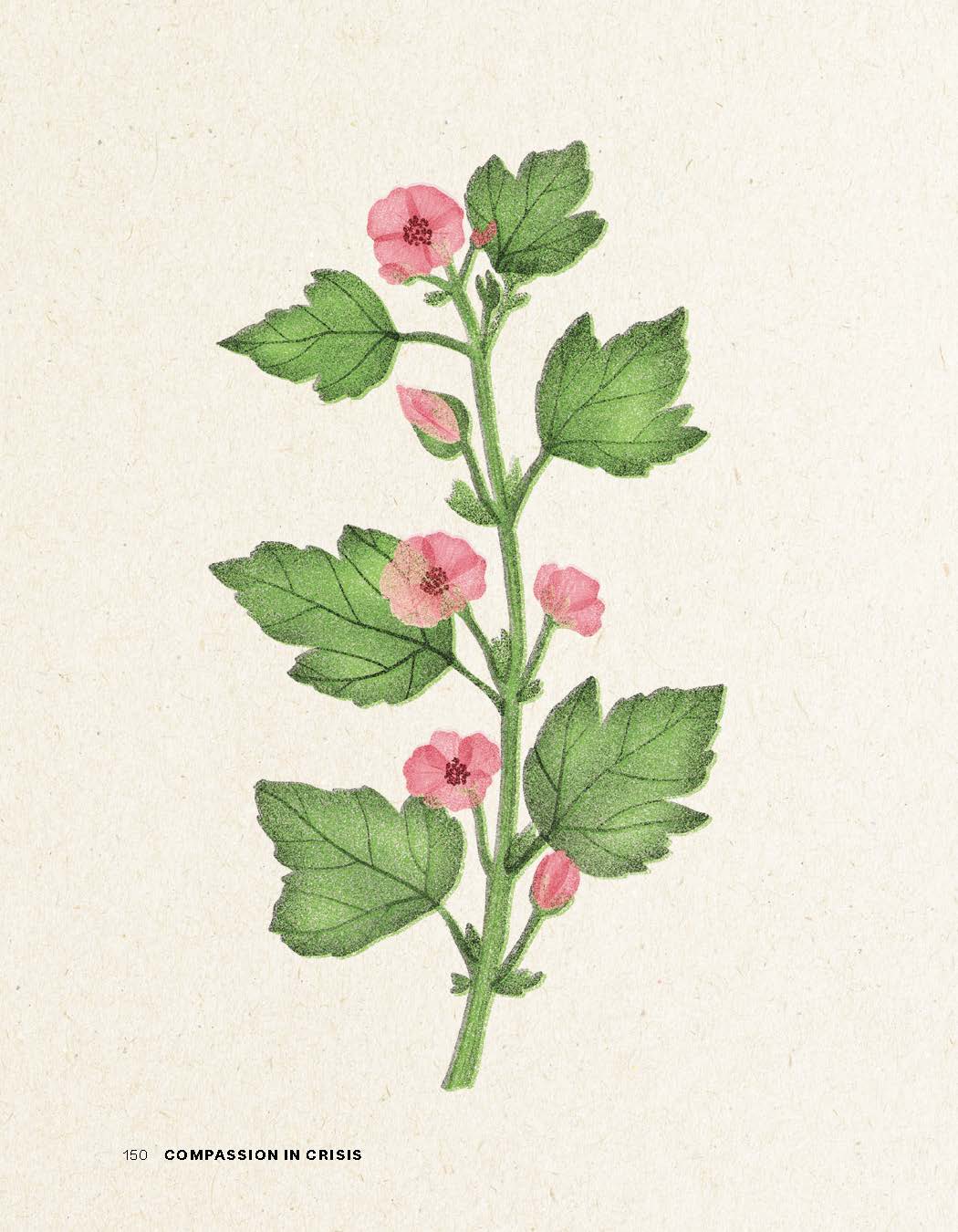 Compassion in Crisis