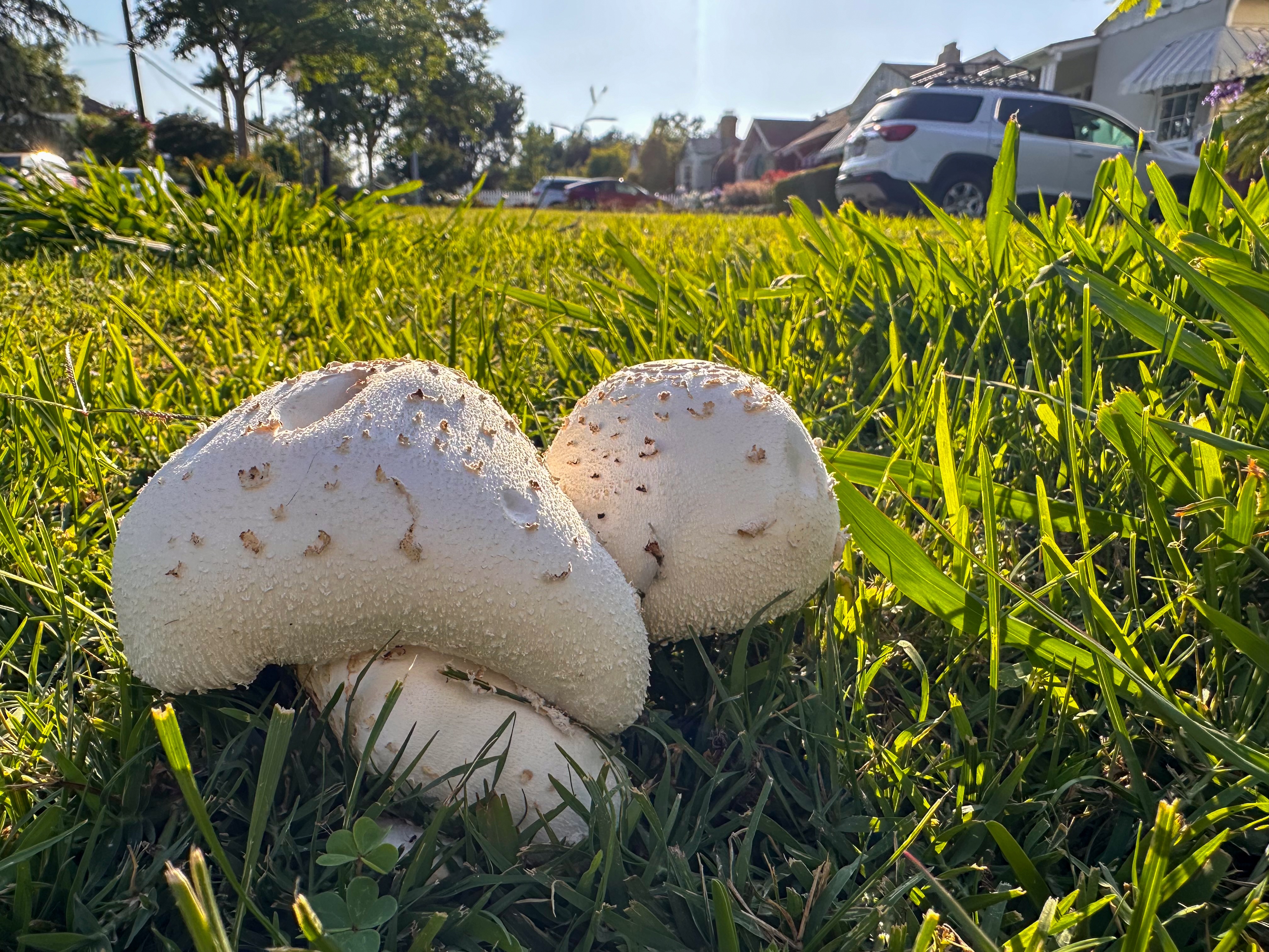 Meeting the Mushrooms of Los Angeles