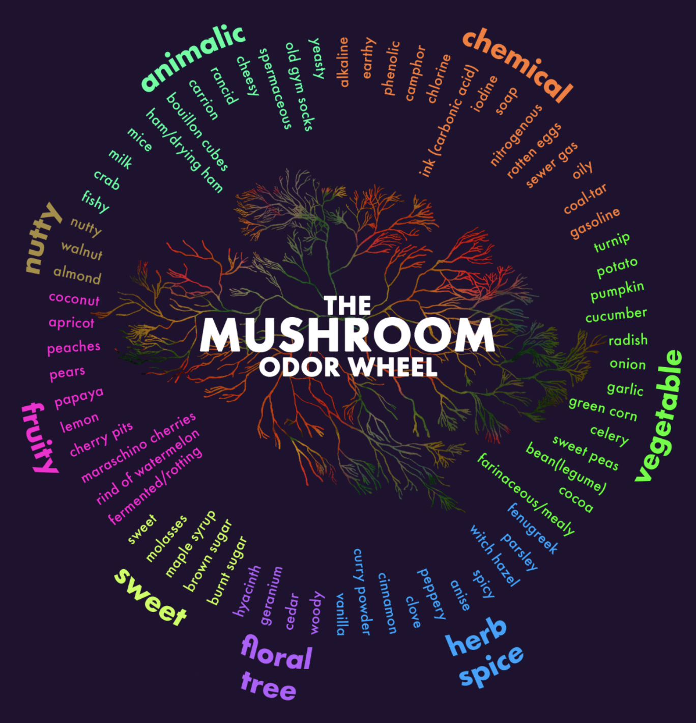 Meeting the Mushrooms of Los Angeles
