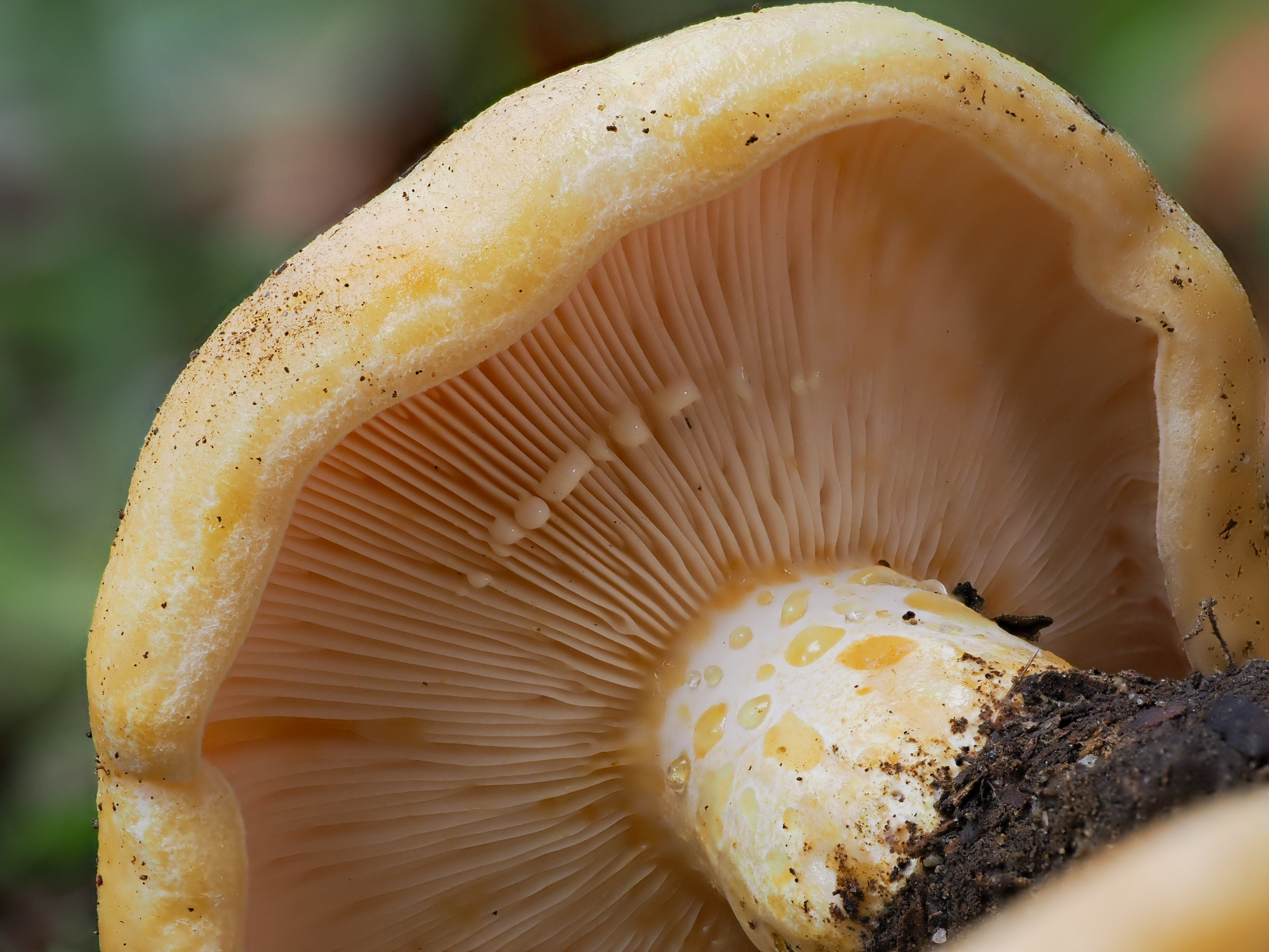 Meeting the Mushrooms of Los Angeles