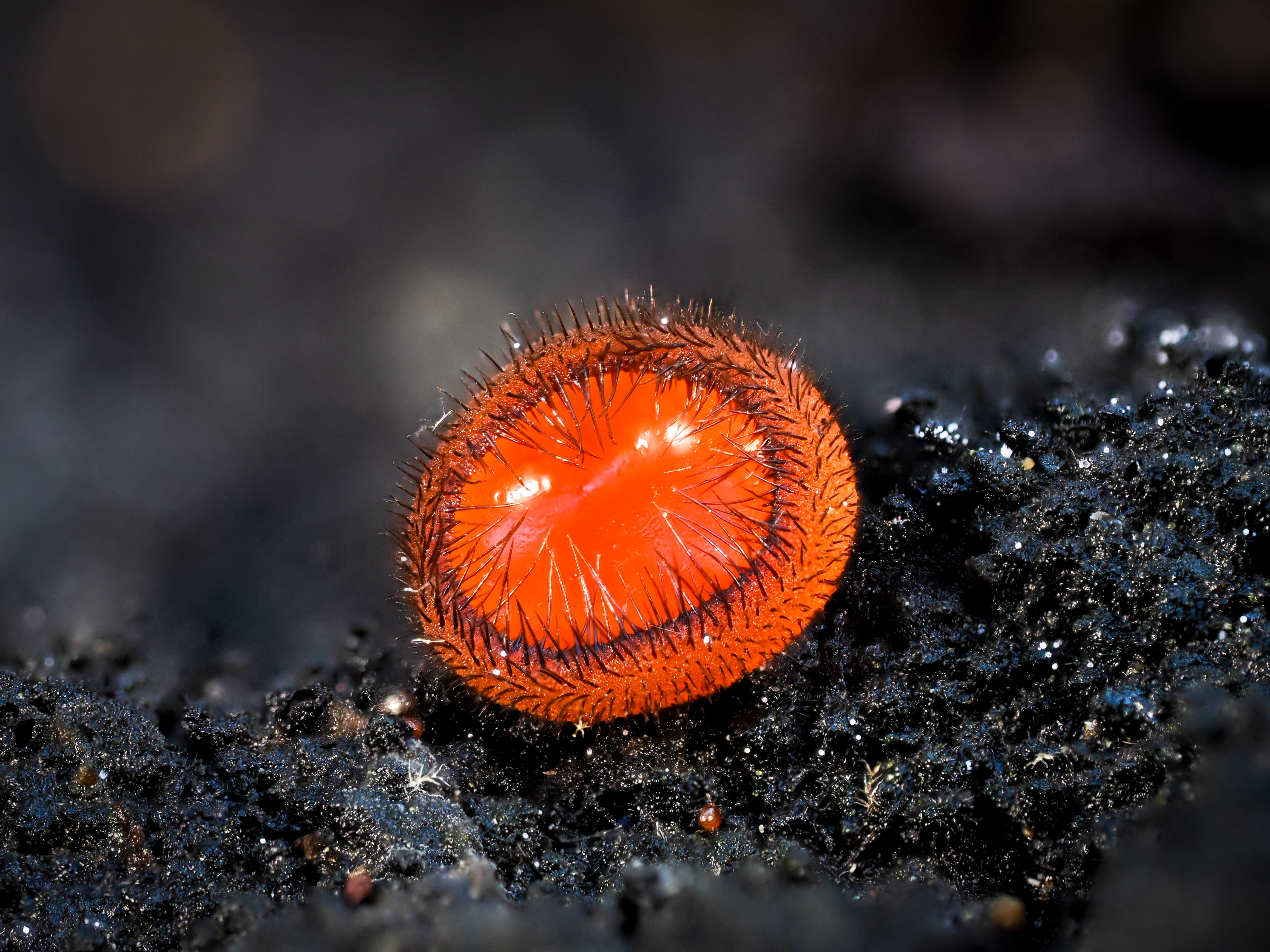 Meeting the Mushrooms of Los Angeles