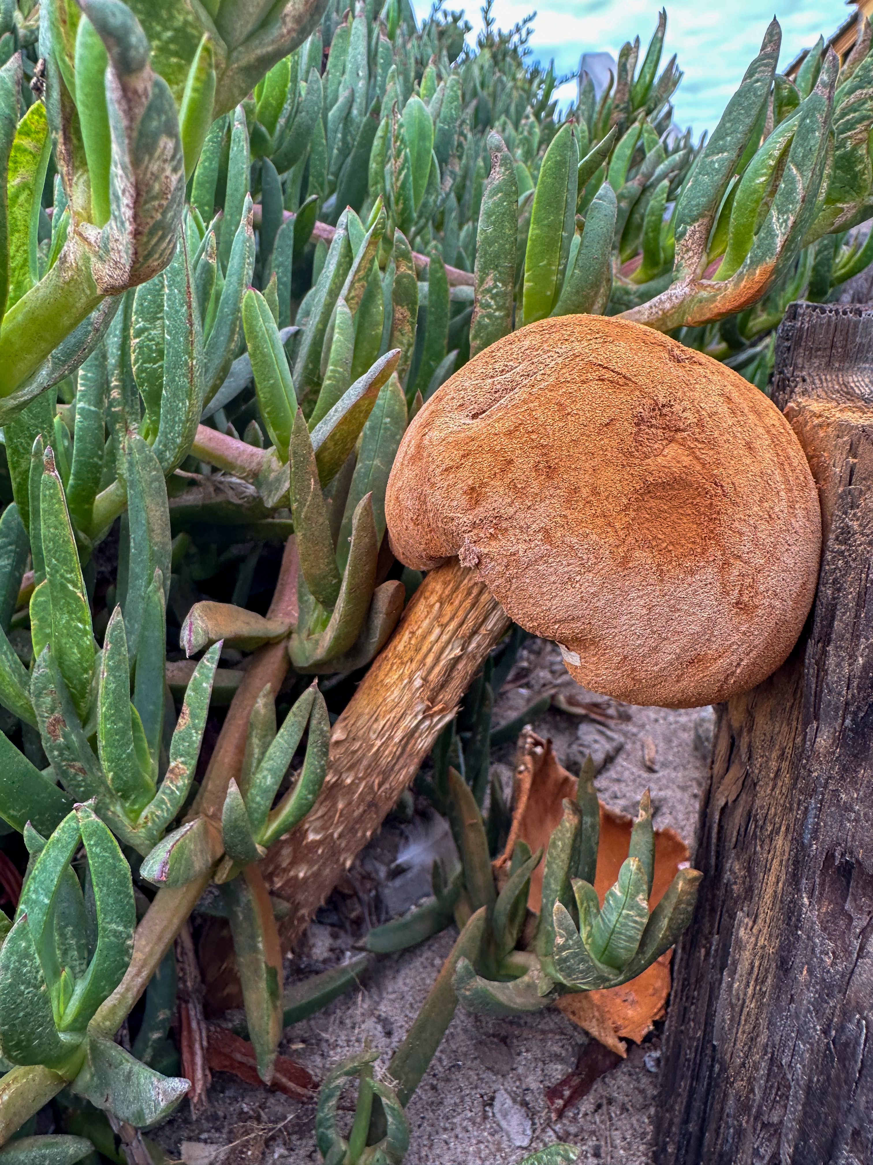 Meeting the Mushrooms of Los Angeles