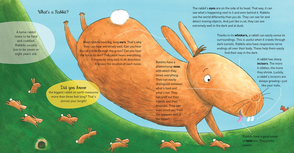 The Rabbit