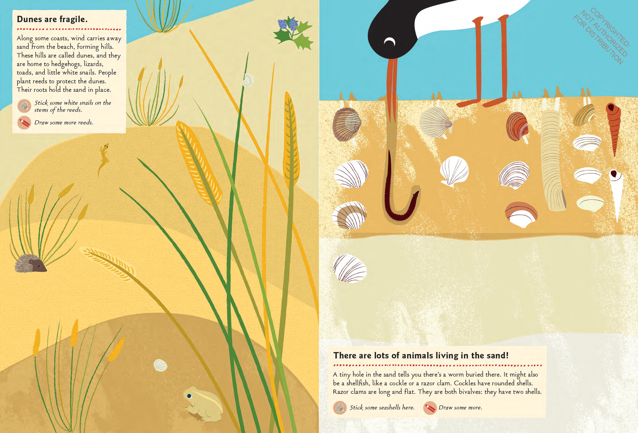 At the Seashore: My Nature Sticker Activity Book (Ages 5 and up, with 120 stickers, 24 activities and 1 quiz)
