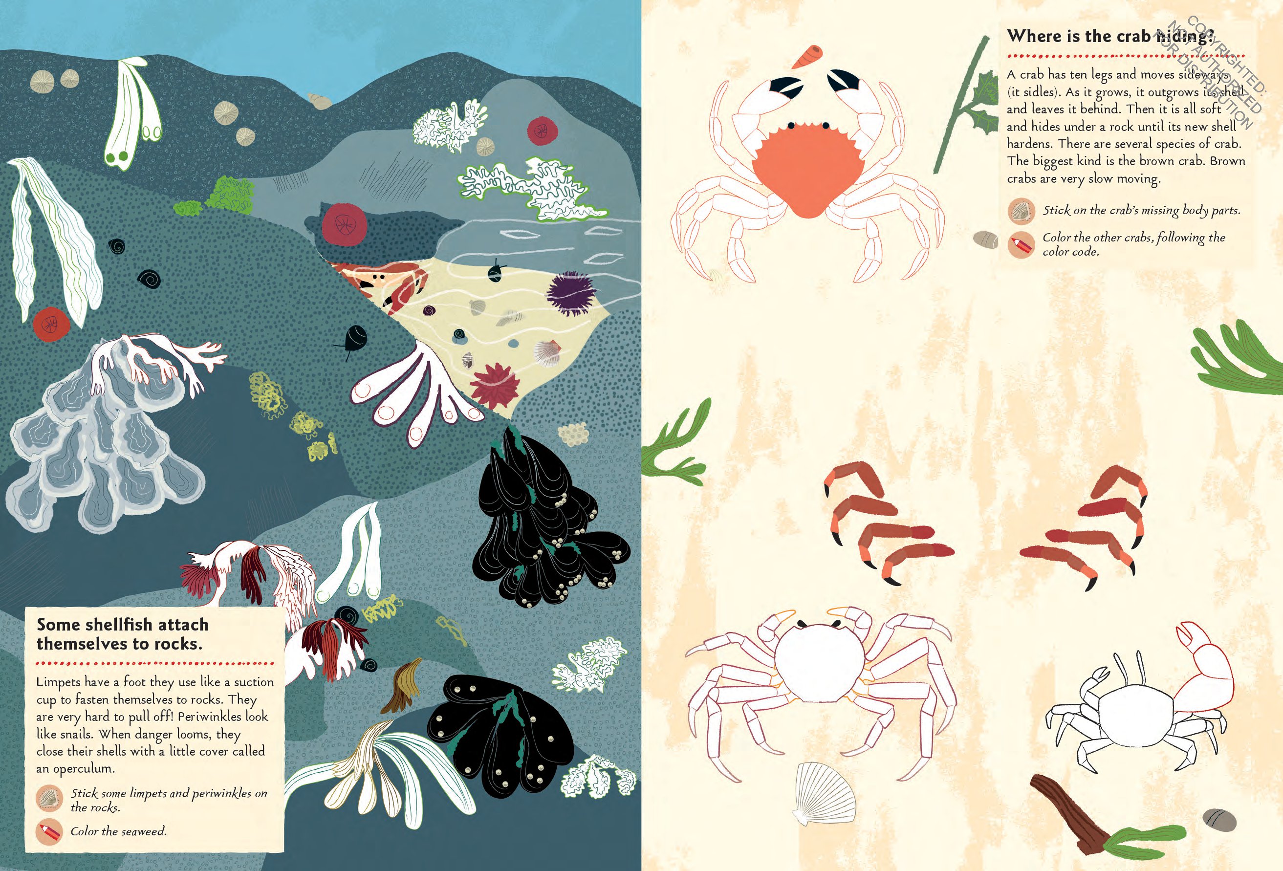 At the Seashore: My Nature Sticker Activity Book (Ages 5 and up, with 120 stickers, 24 activities and 1 quiz)