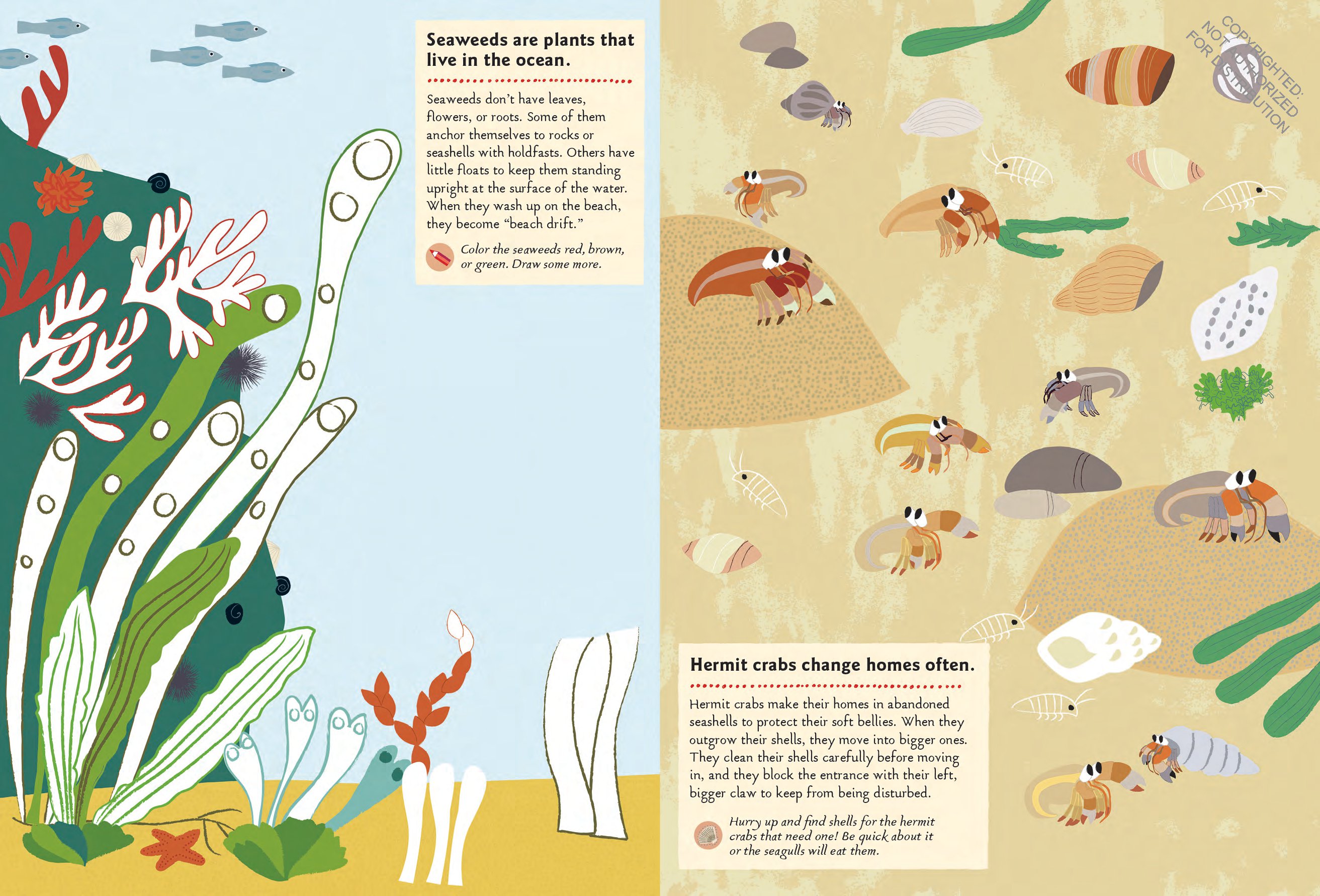 At the Seashore: My Nature Sticker Activity Book (Ages 5 and up, with 120 stickers, 24 activities and 1 quiz)