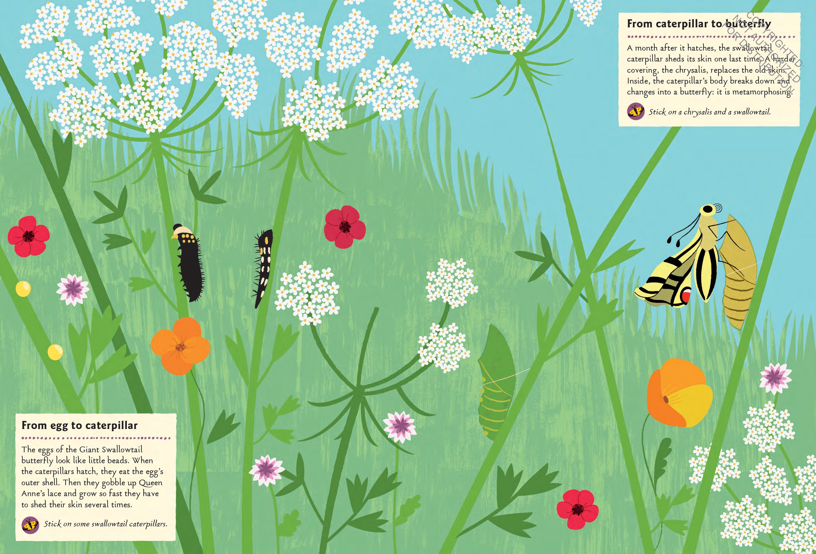 Butterflies of the World