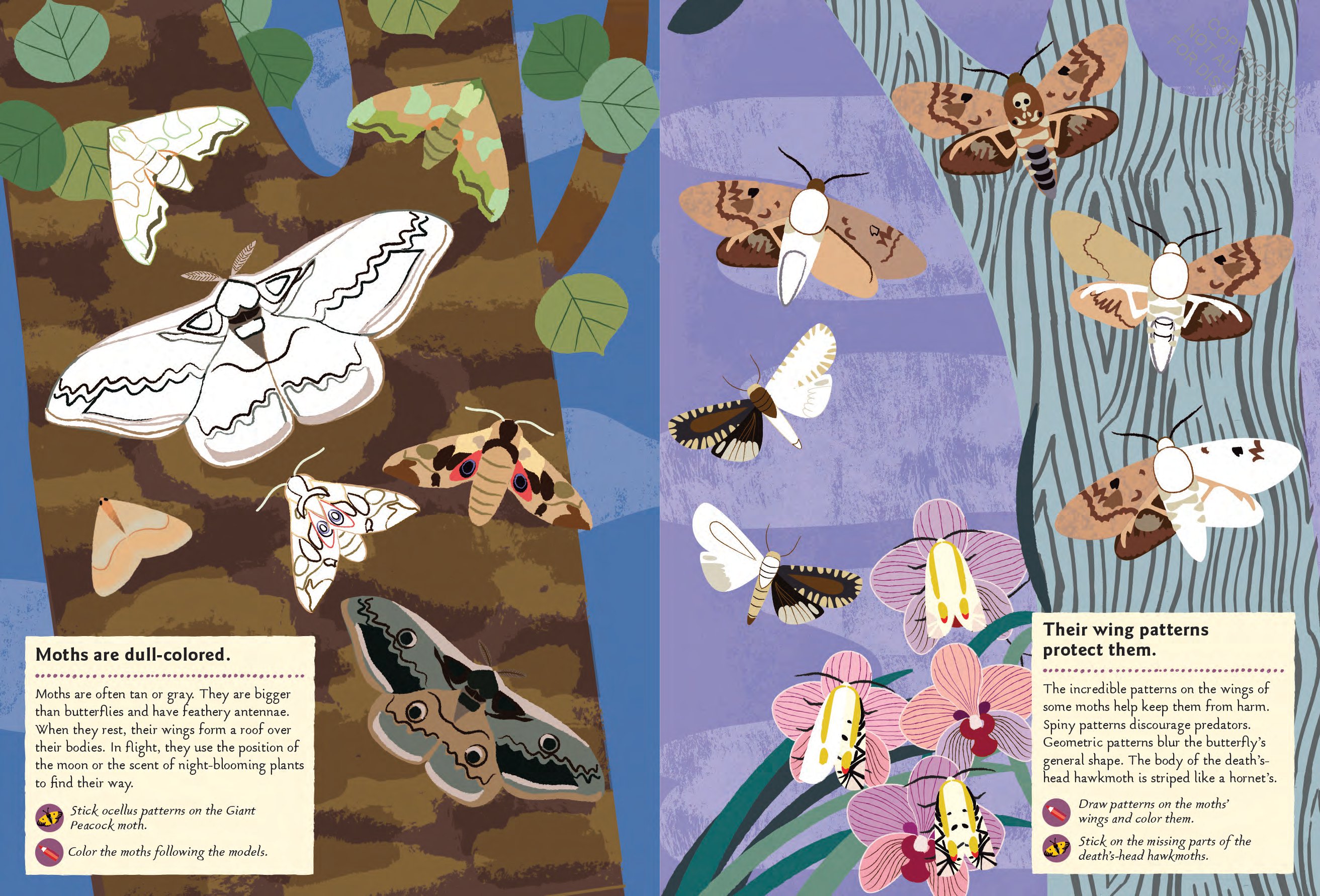 Butterflies of the World