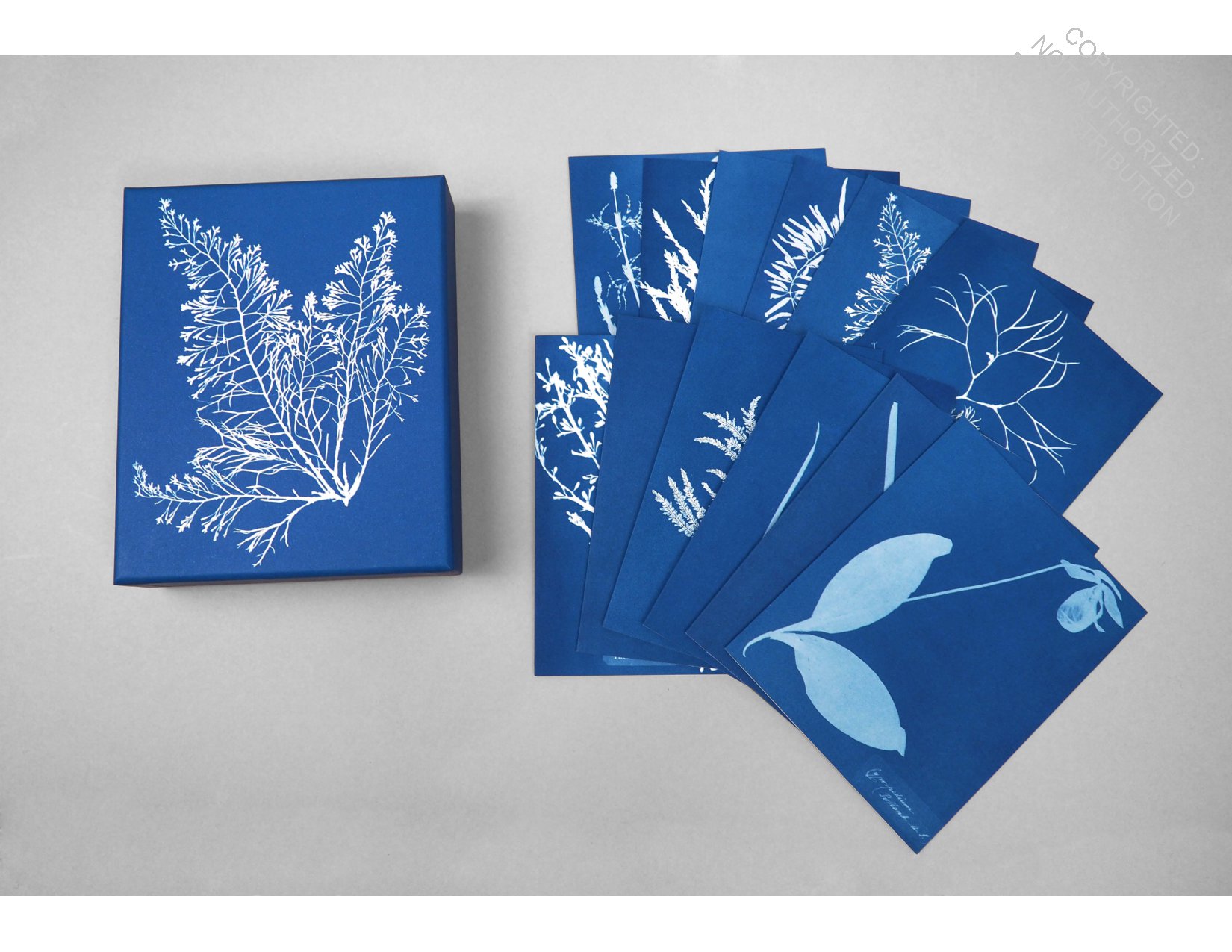 Sunprint Notecards: The Cyanotypes of Anna Atkins  (12 notecards; 12 designs; matching envelopes; keepsake box)