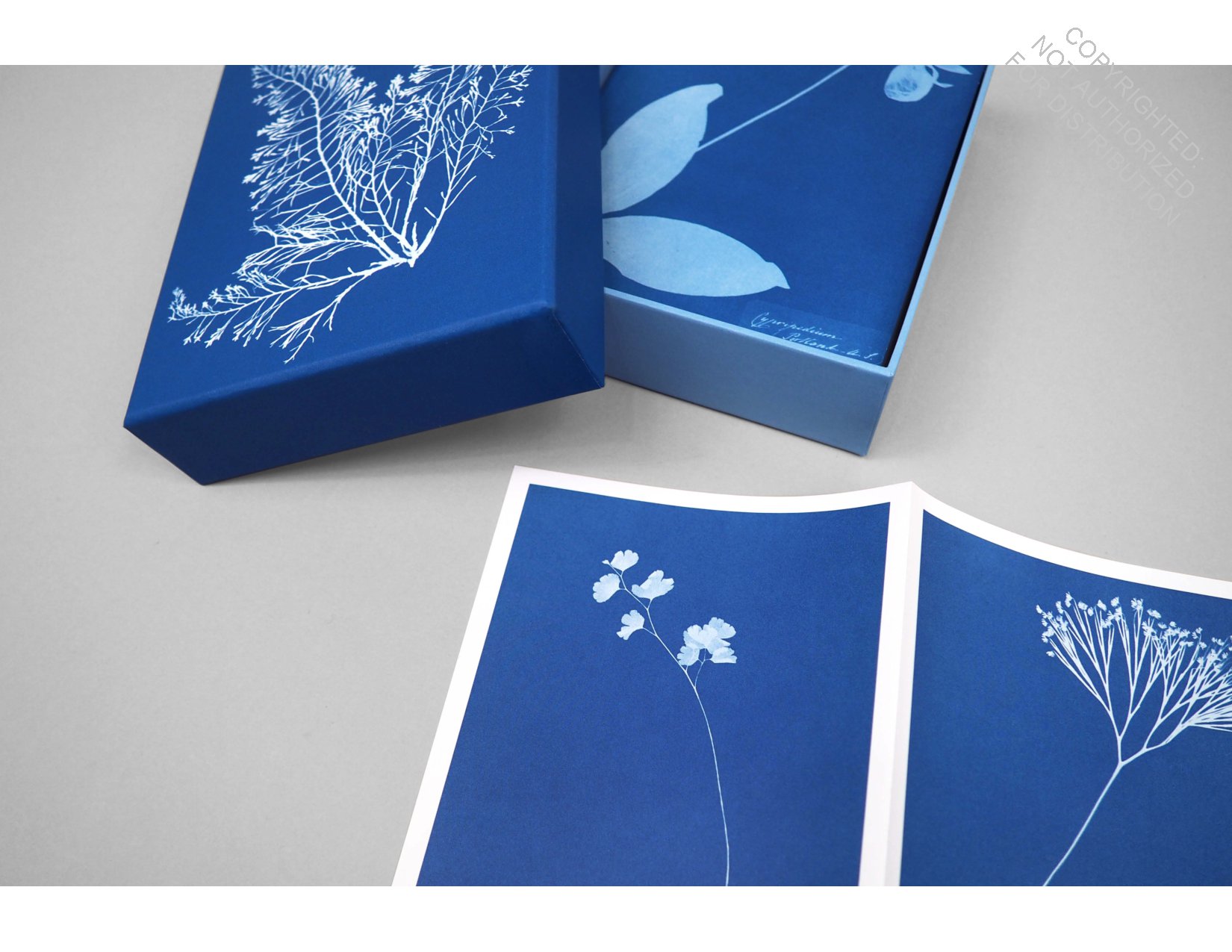 Sunprint Notecards: The Cyanotypes of Anna Atkins  (12 notecards; 12 designs; matching envelopes; keepsake box)