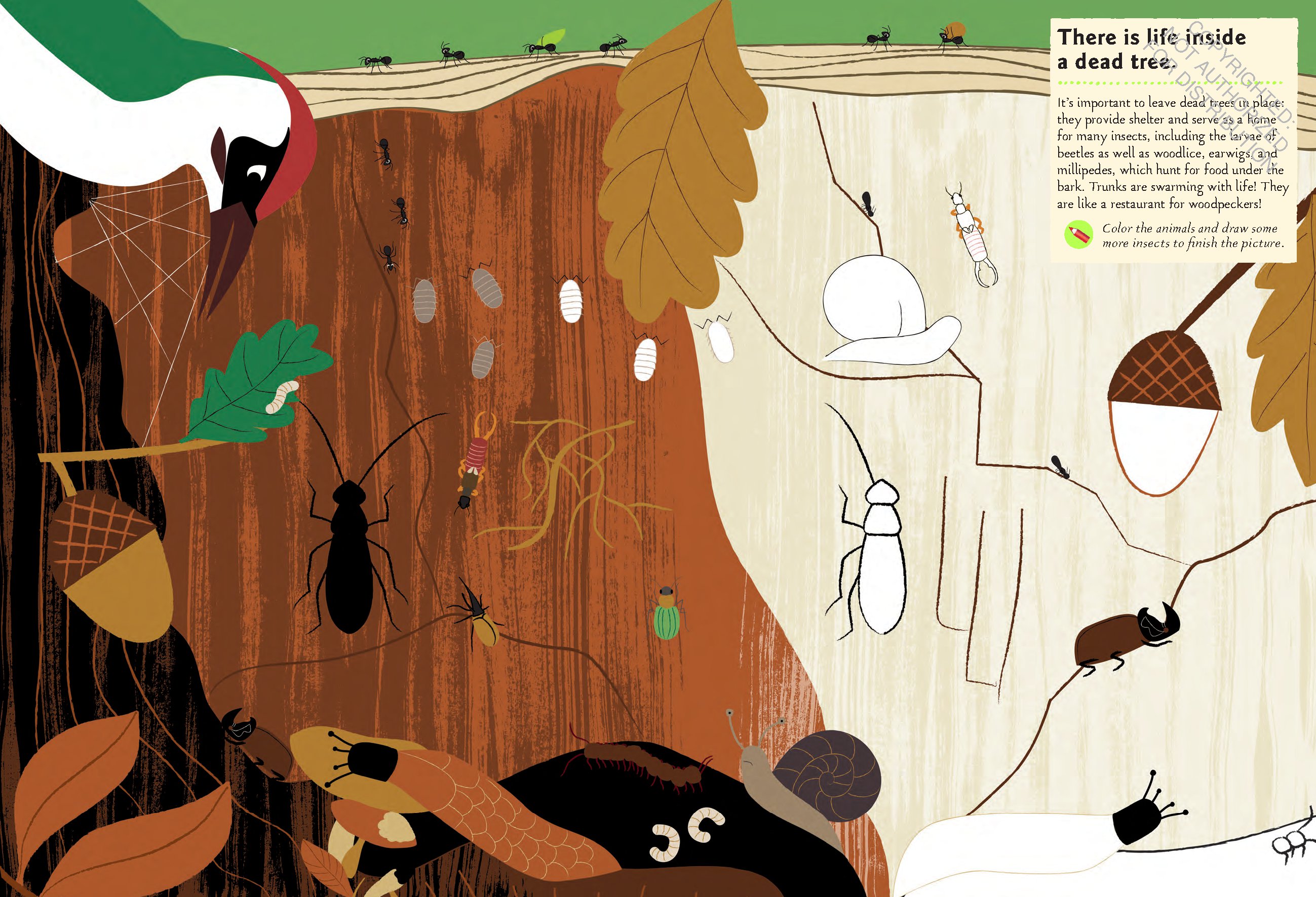 Garden Insects and Bugs