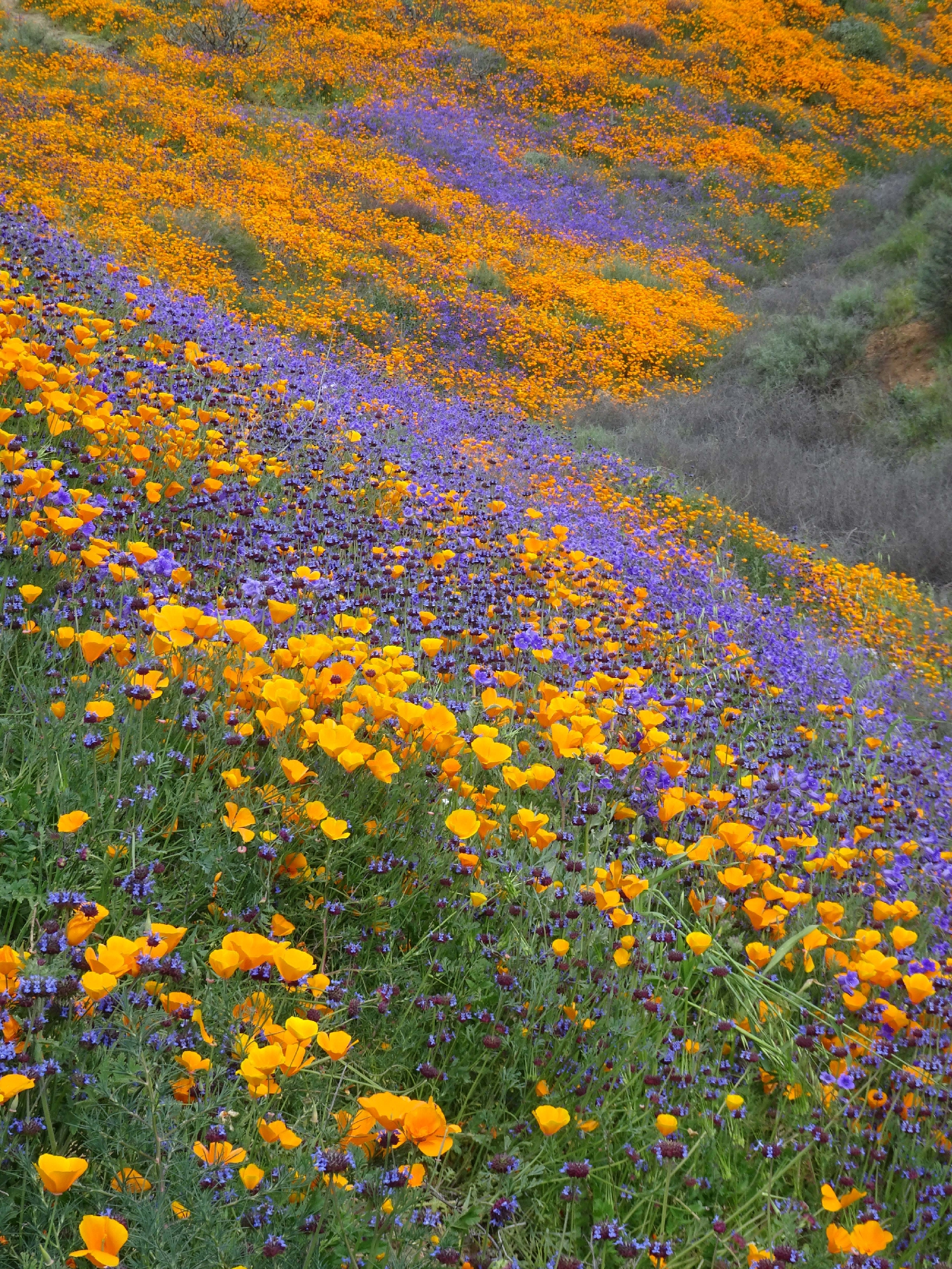 California Eden